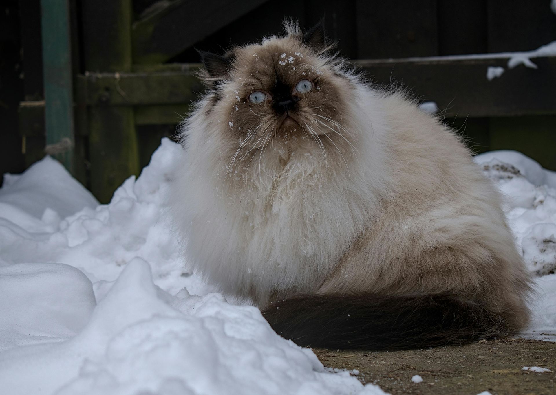 Buy Himalayan Kittens in Balod