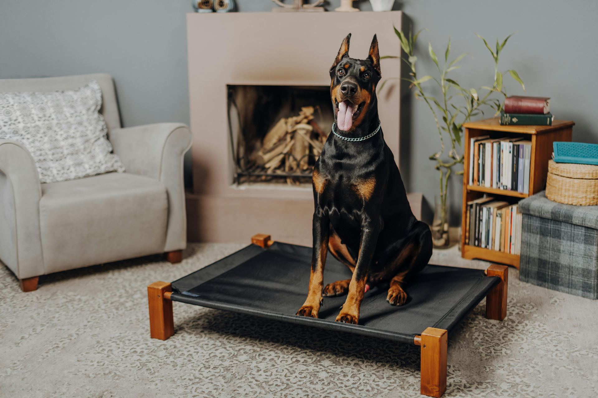 European Doberman Puppy for sale in Agar Malwa