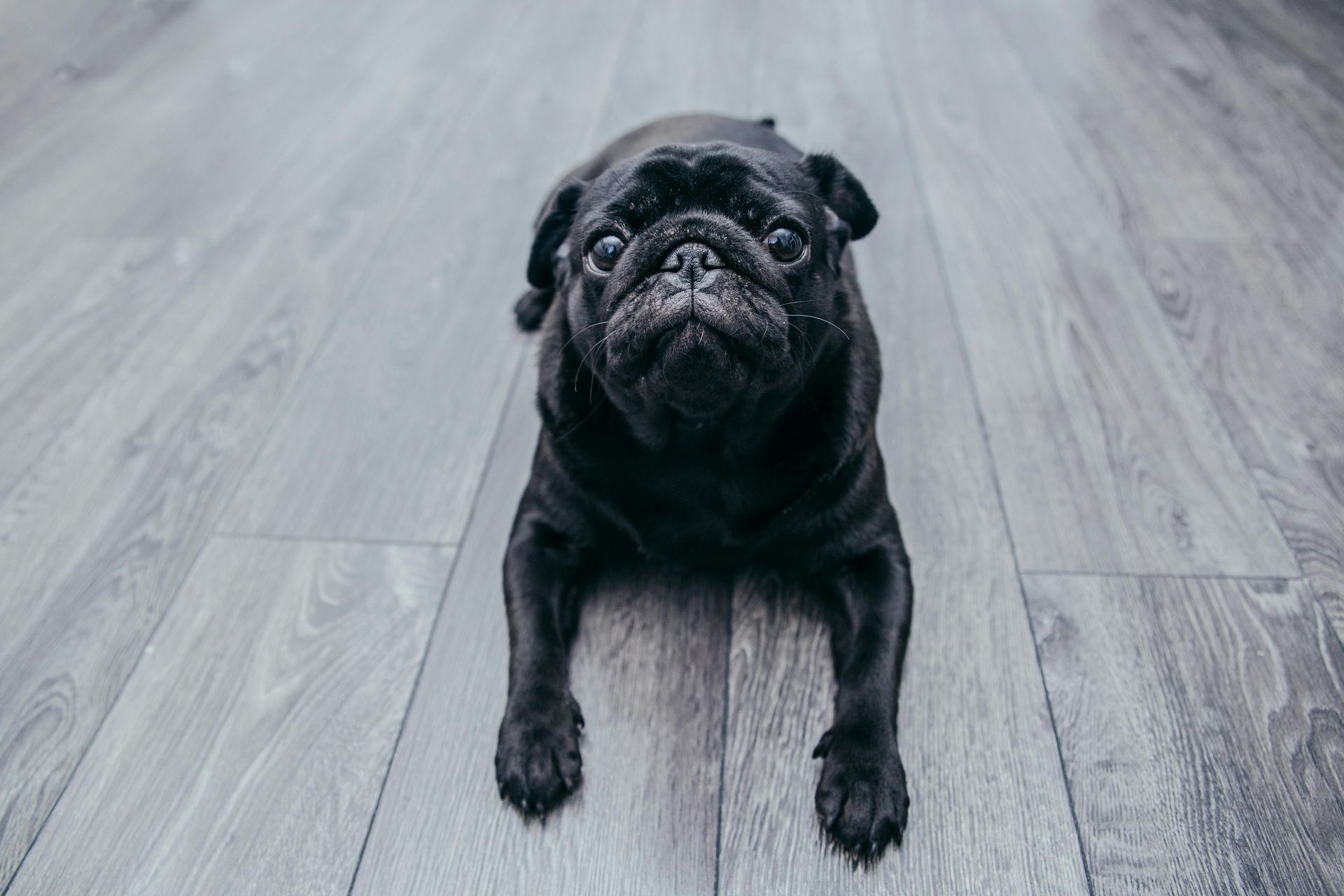 Pug Puppy | Black Color available in Balod