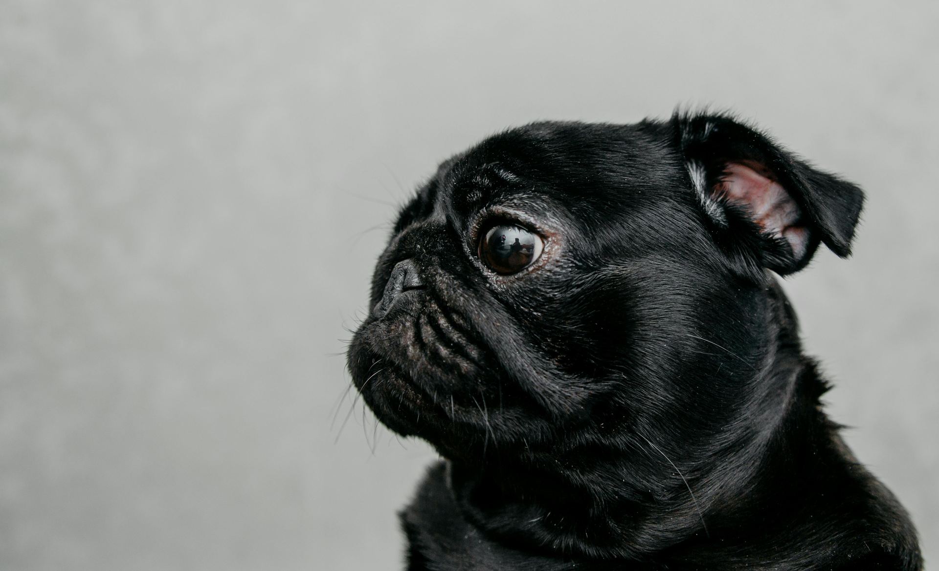 Pug Puppy | Black Color puppy in Balod