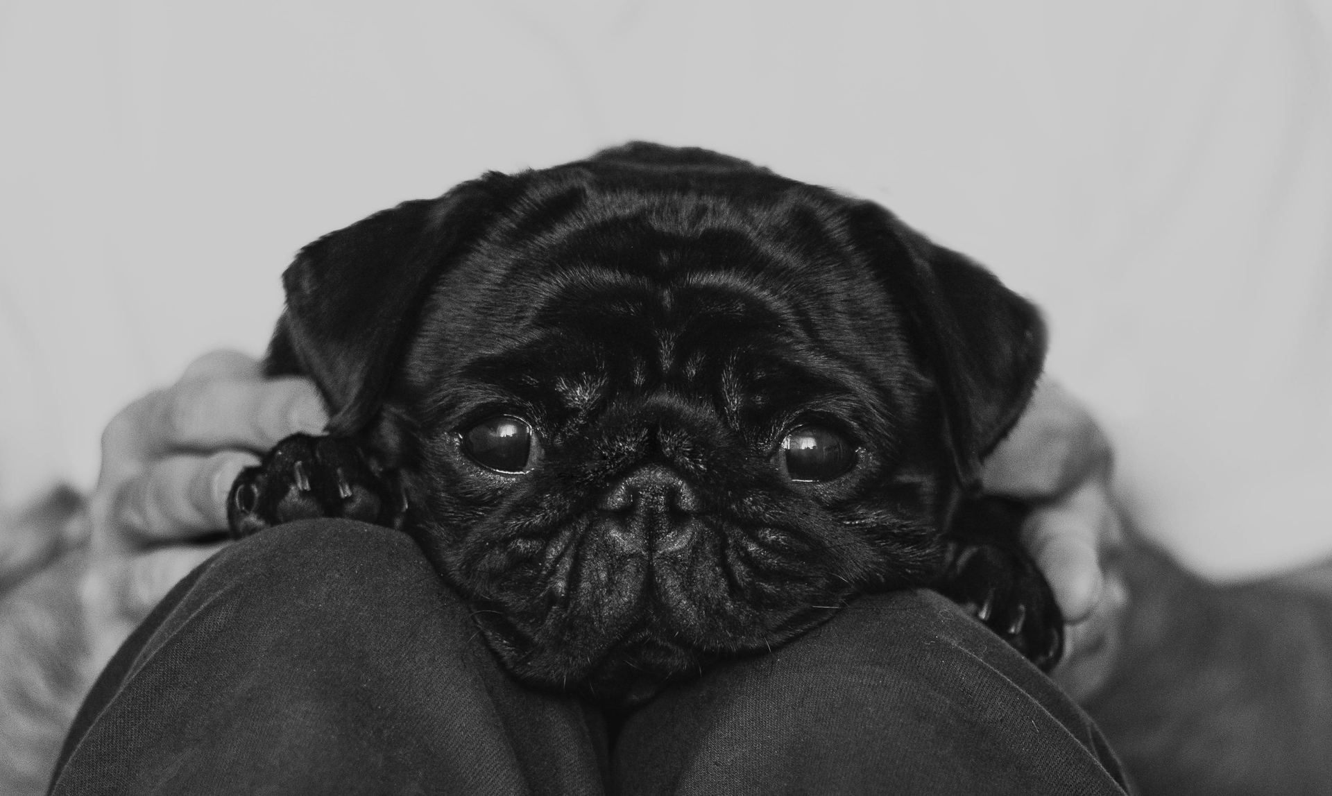 Pug Puppy | Black Color for sale in Balod
