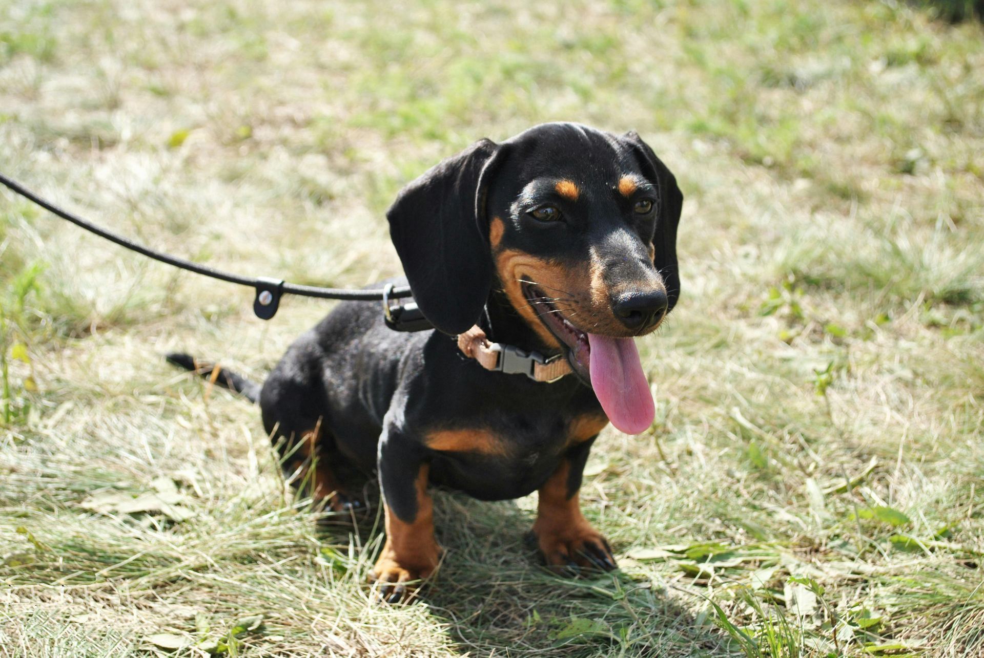 Dachshund Puppy