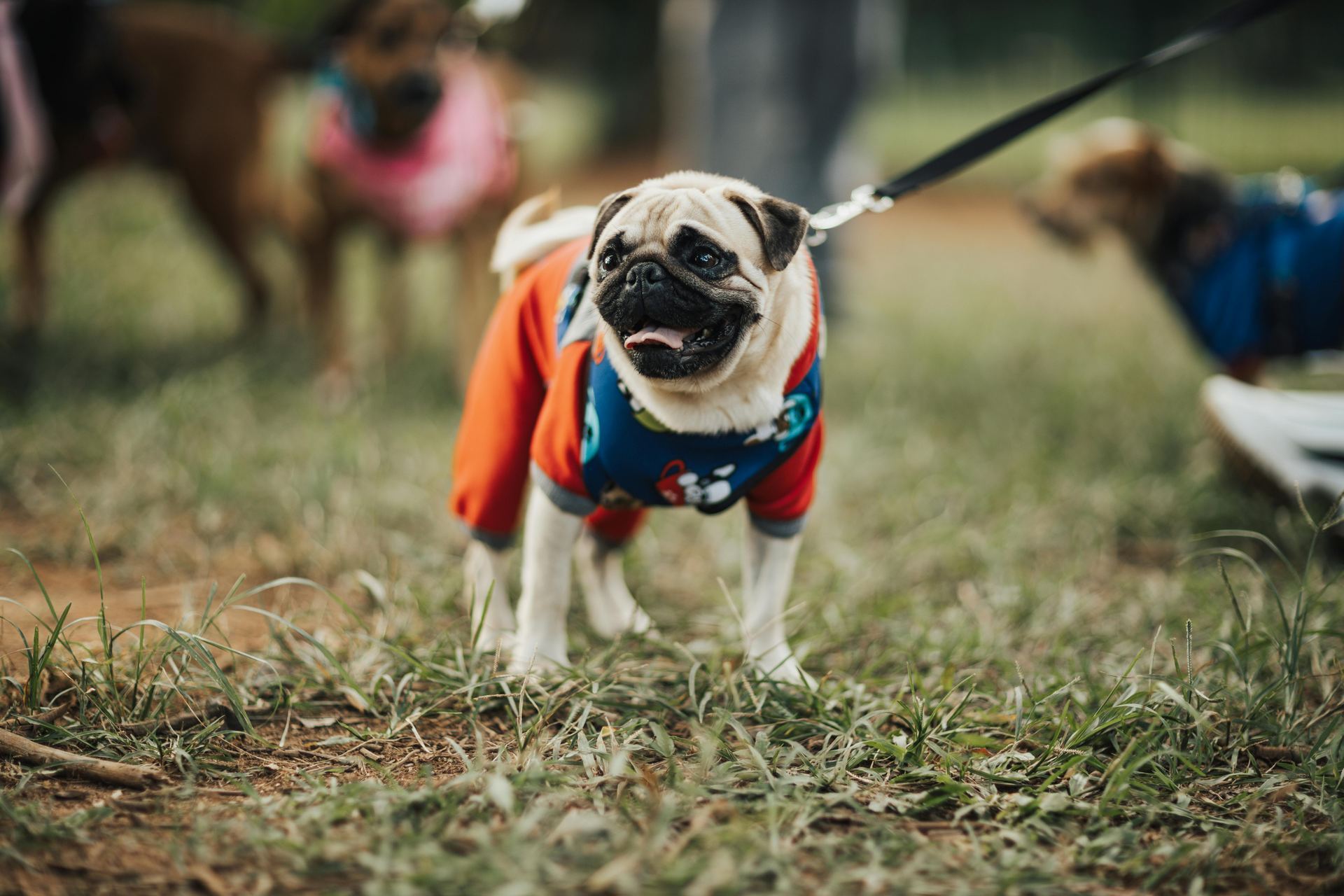 Pug Puppy | Apricot Color for sale in Balodabazar Bhatapara