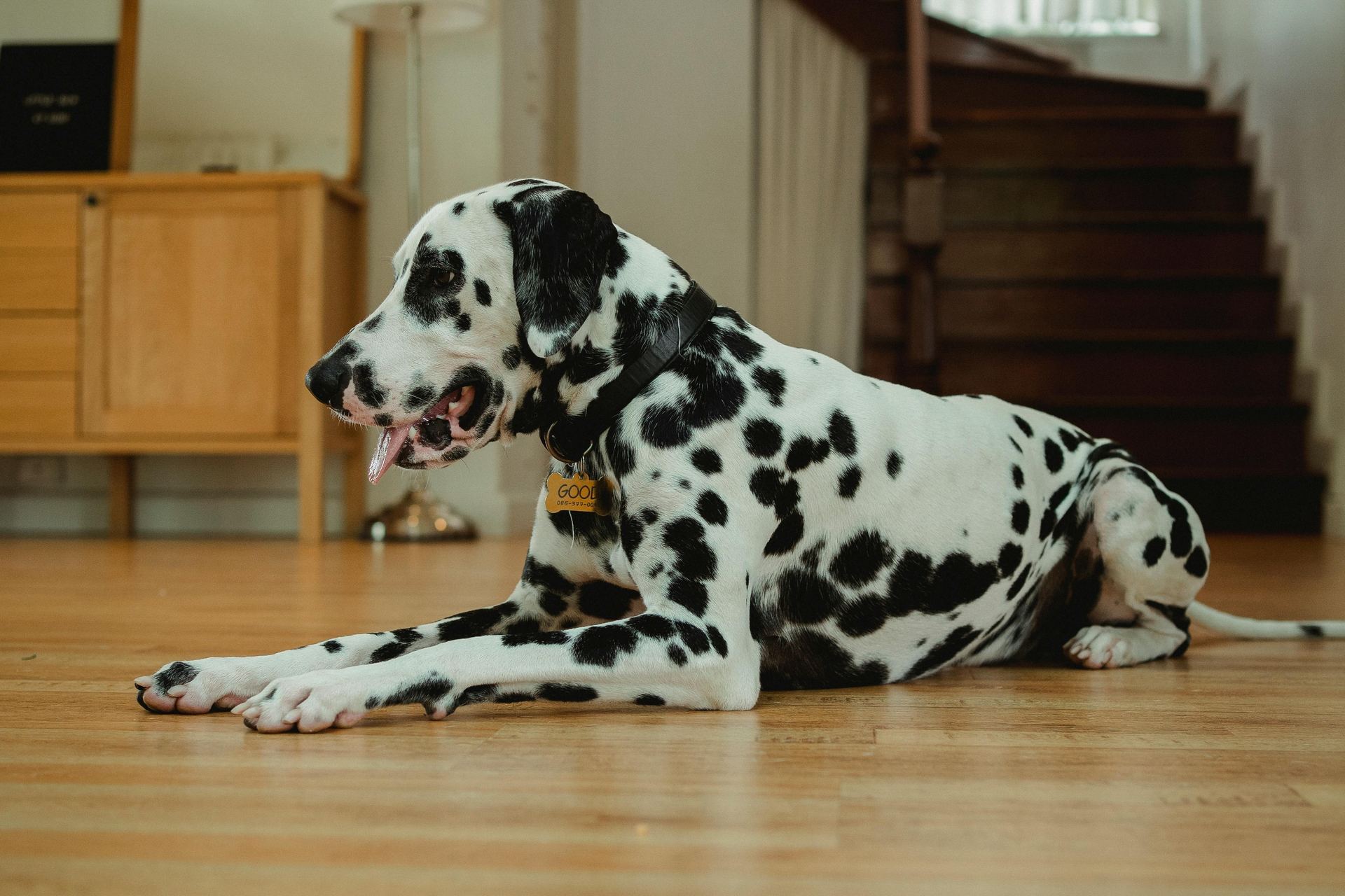 Dalmatian Puppy | Black Dots
