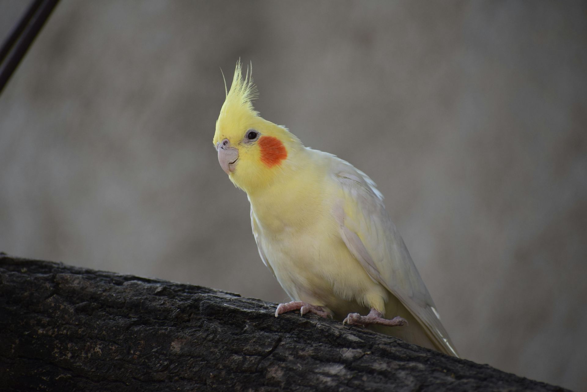 Cockatiel | Lutino available in Agar Malwa