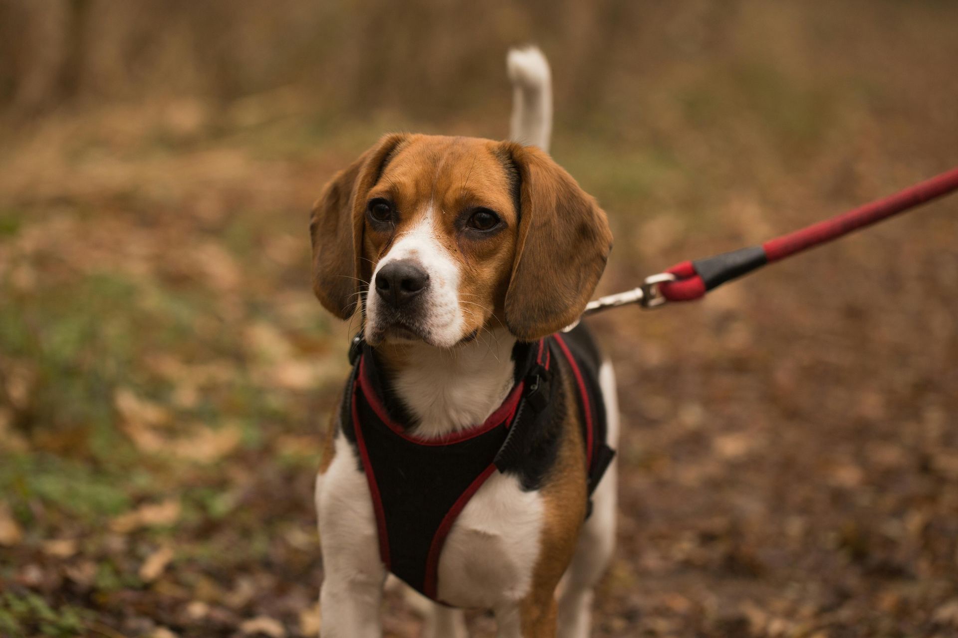 Beagle | Lemon & White | Puppy available in Balod
