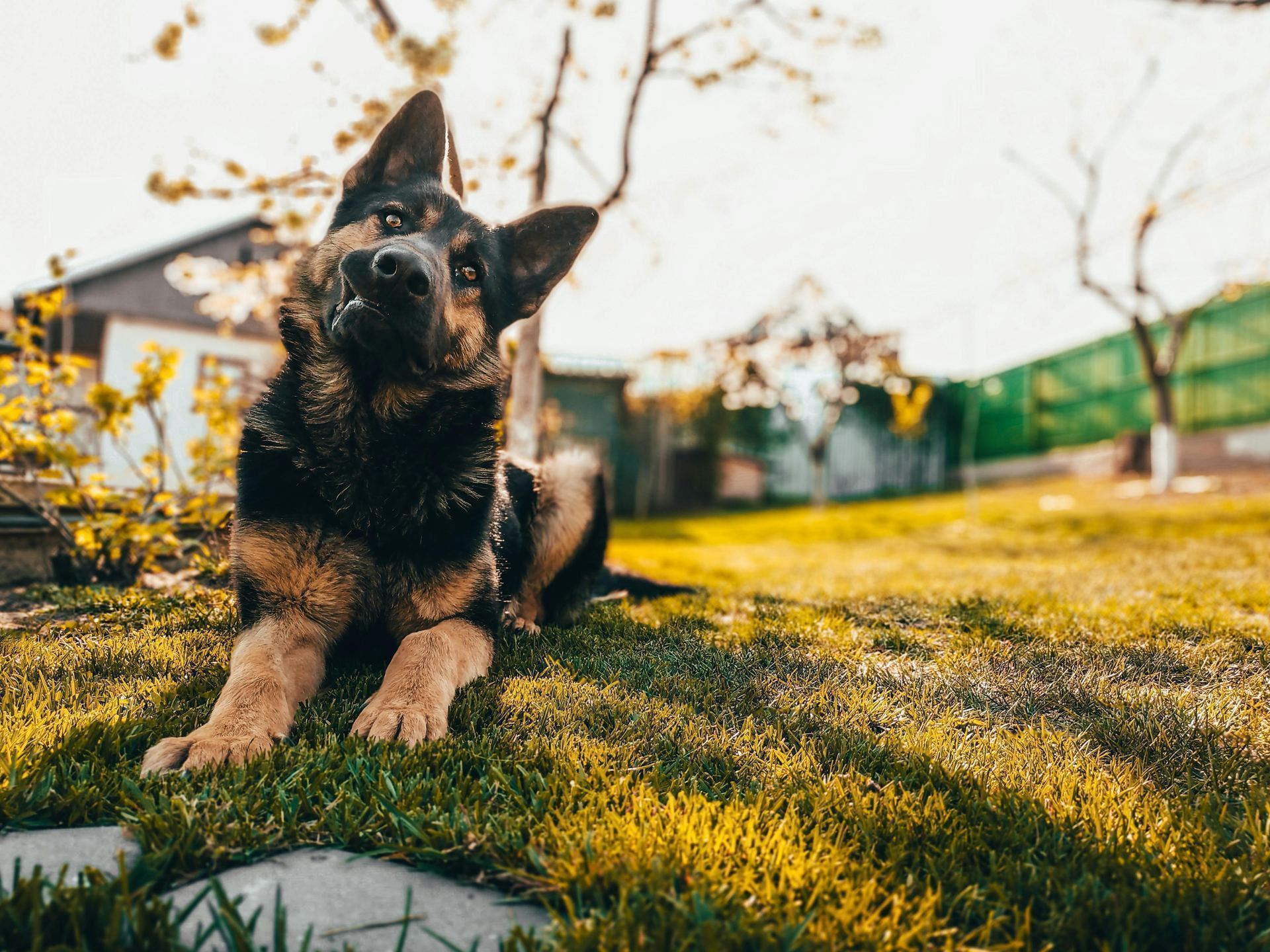 German Shepherd Puppy for sale in Agar Malwa