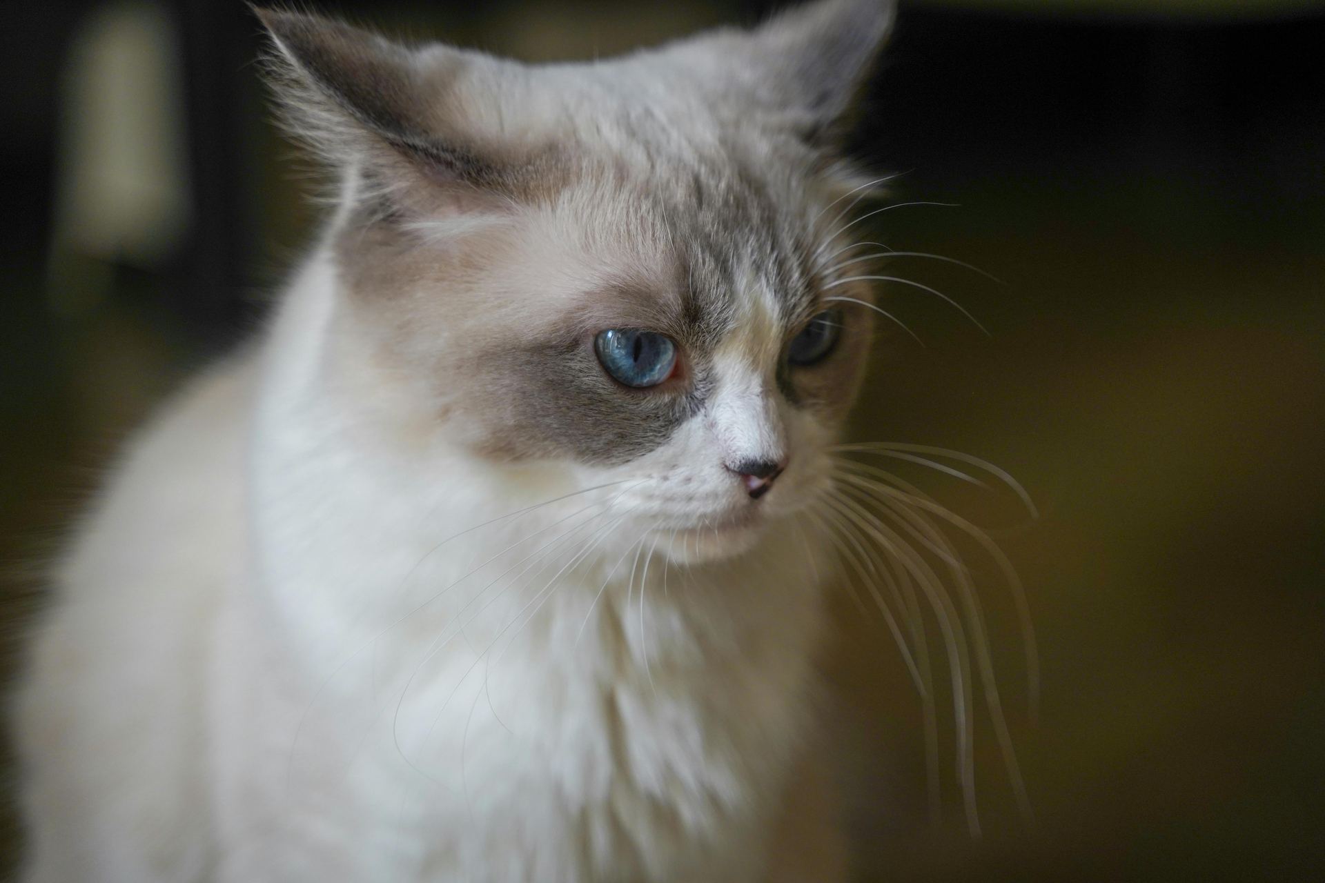 Buy Ragdoll Kittens in Balod