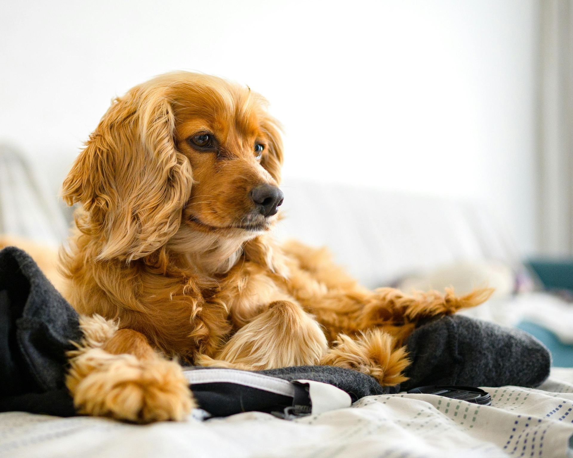 Cocker Spaniel Puppy | Golden Color
