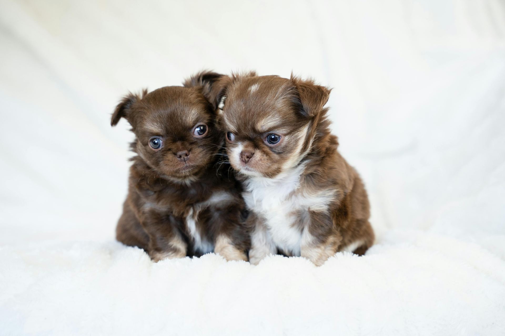 Chihuahua Puppy for sale in Agar Malwa