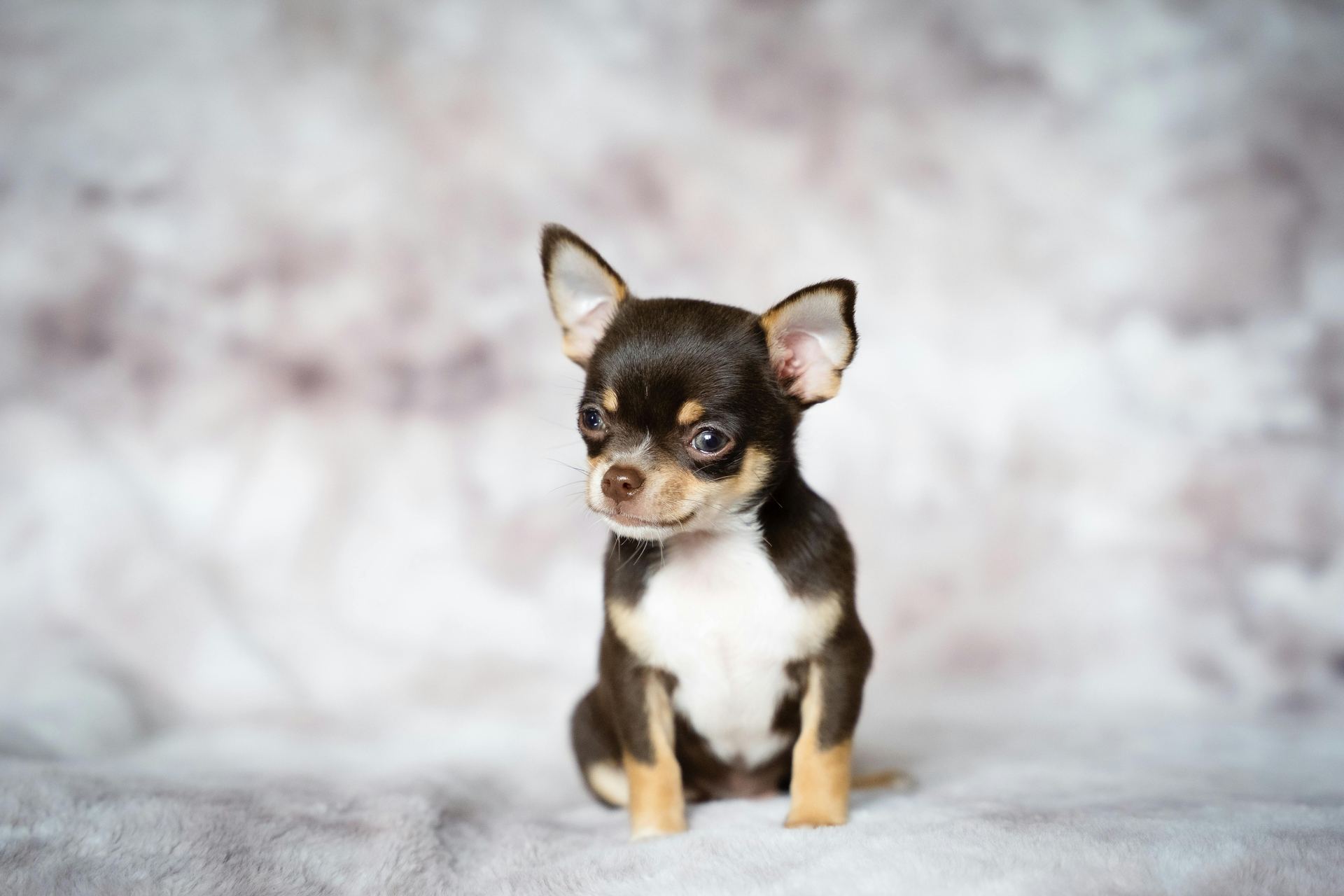 Chihuahua Puppy dog in Agar Malwa