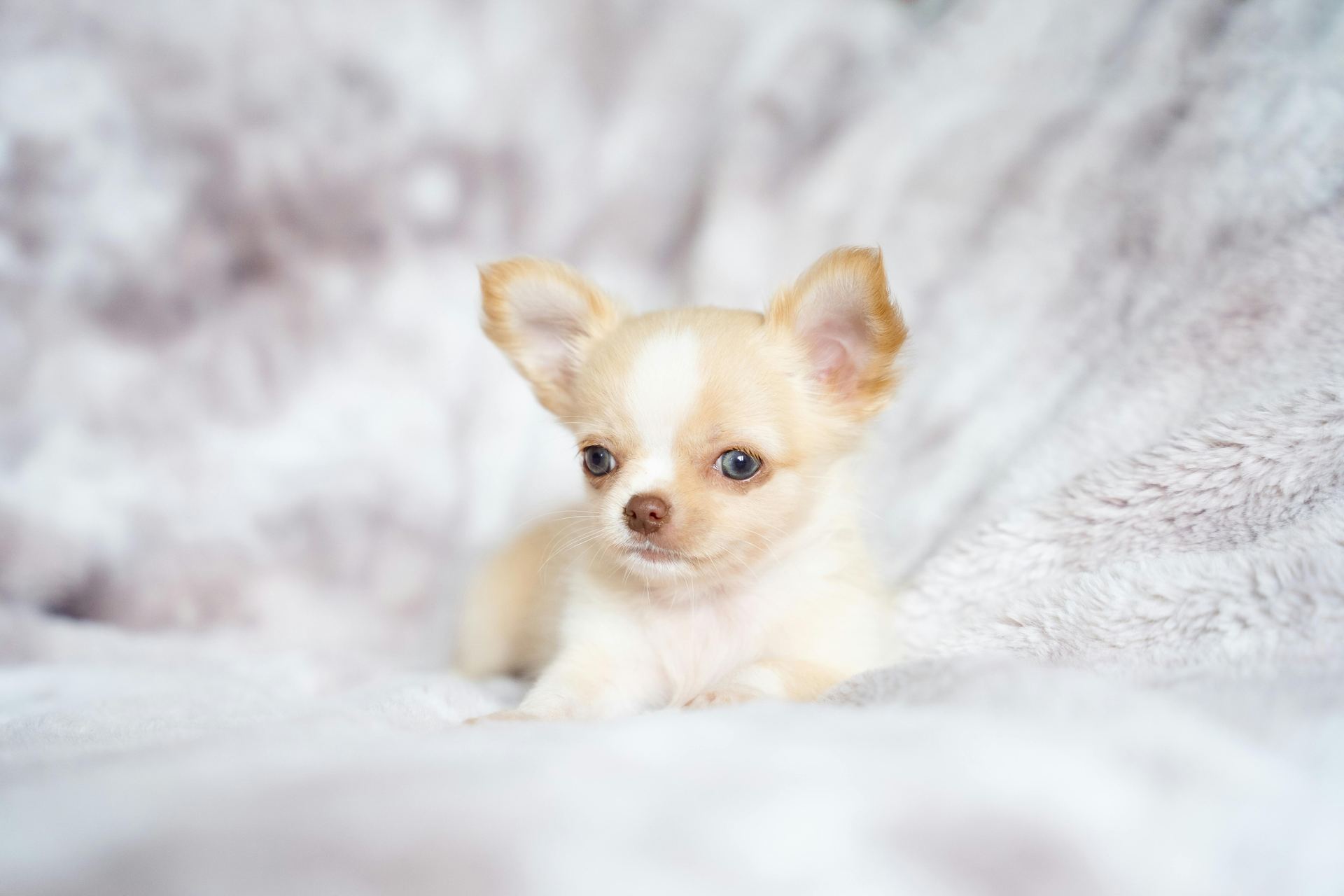 Chihuahua Puppy available in Agar Malwa