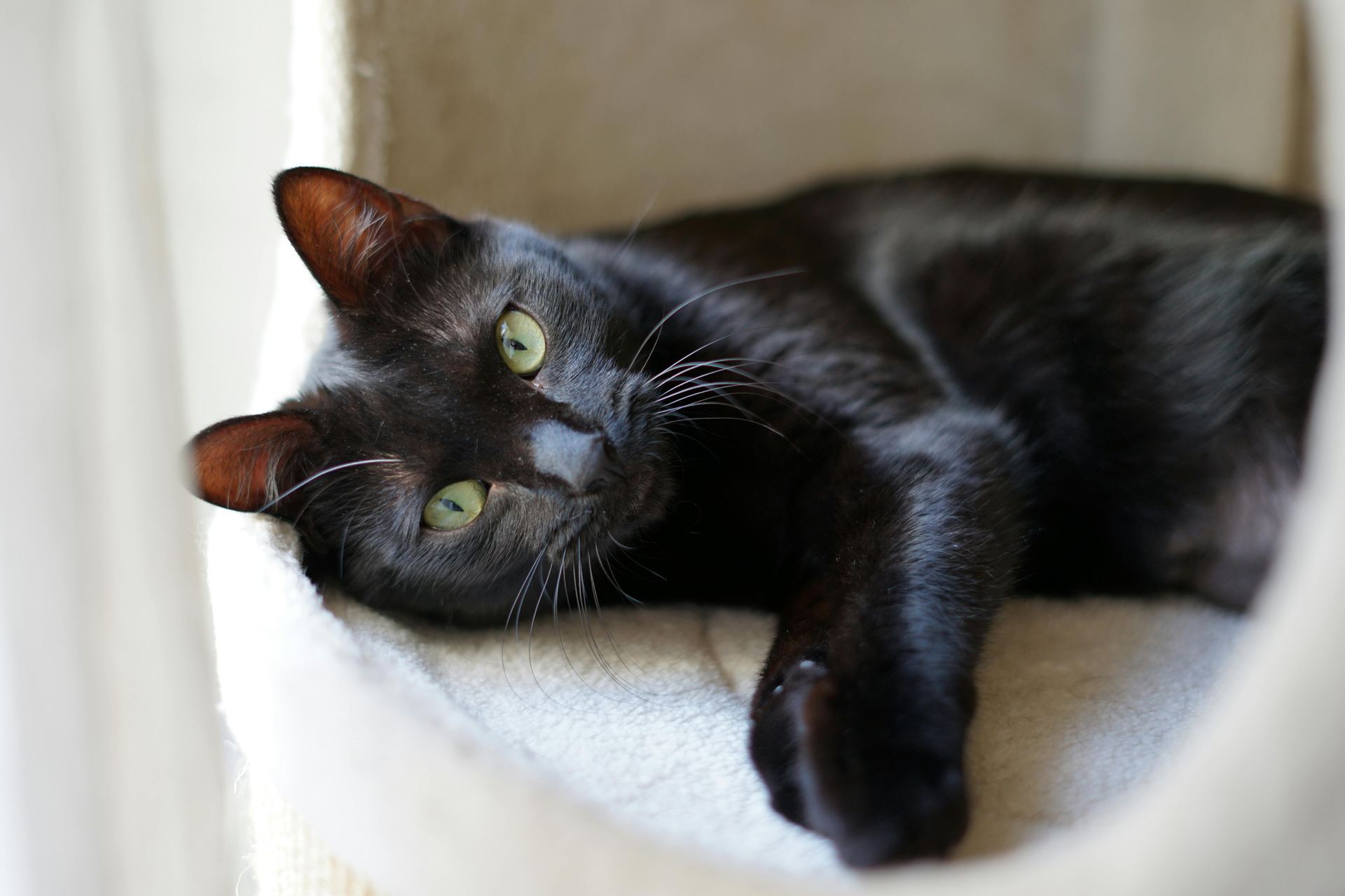 Buy Bombay Kittens in Balod