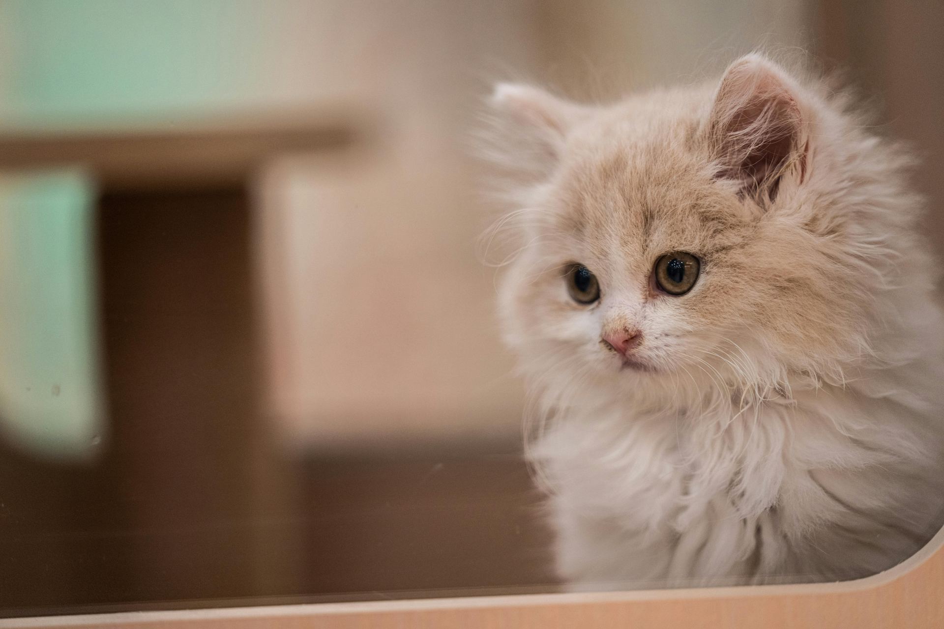 Buy Doll Face Persian Kitten in Balod