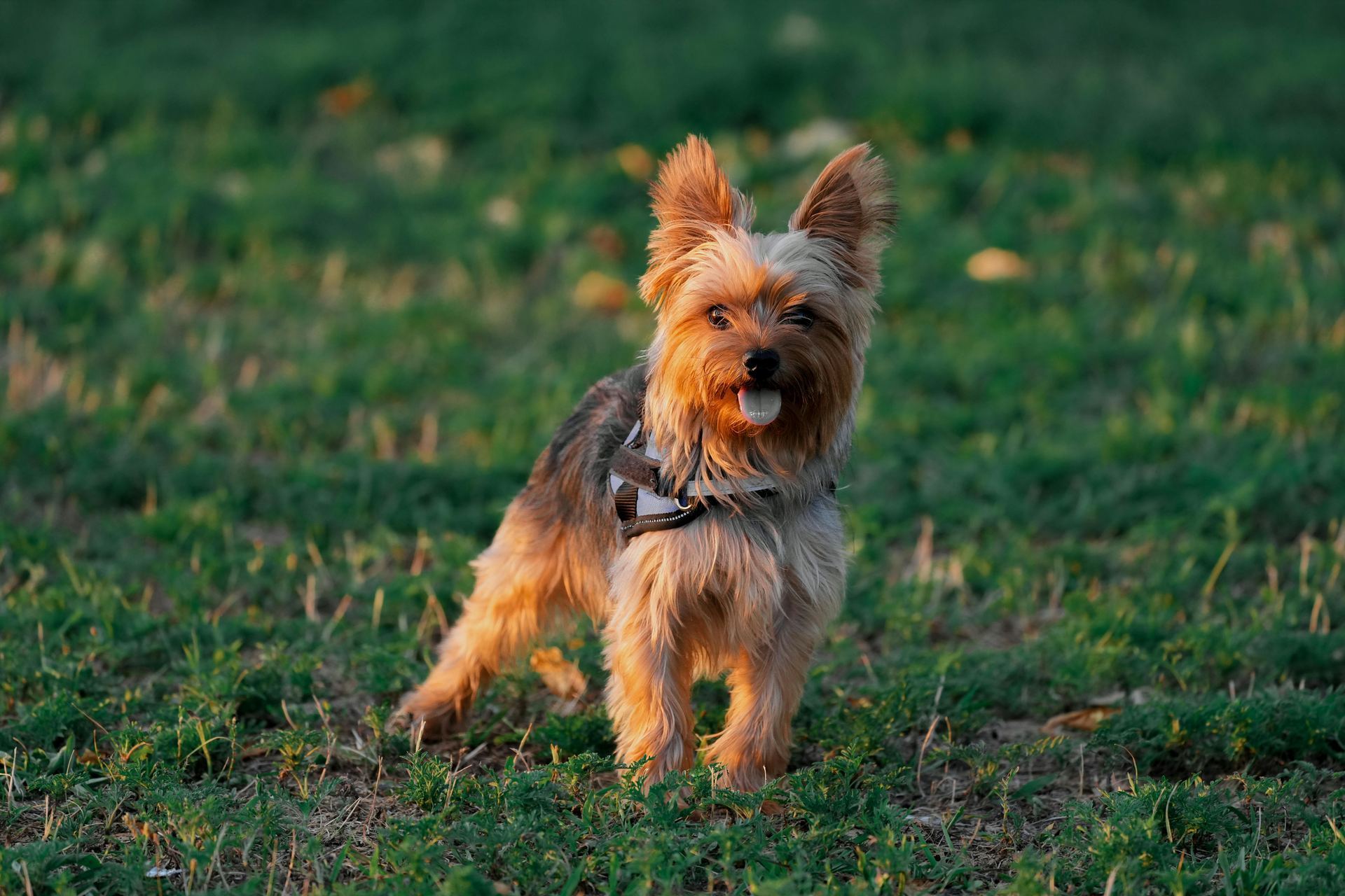 Yorkshire Terrier Puppy available in Balodabazar Bhatapara