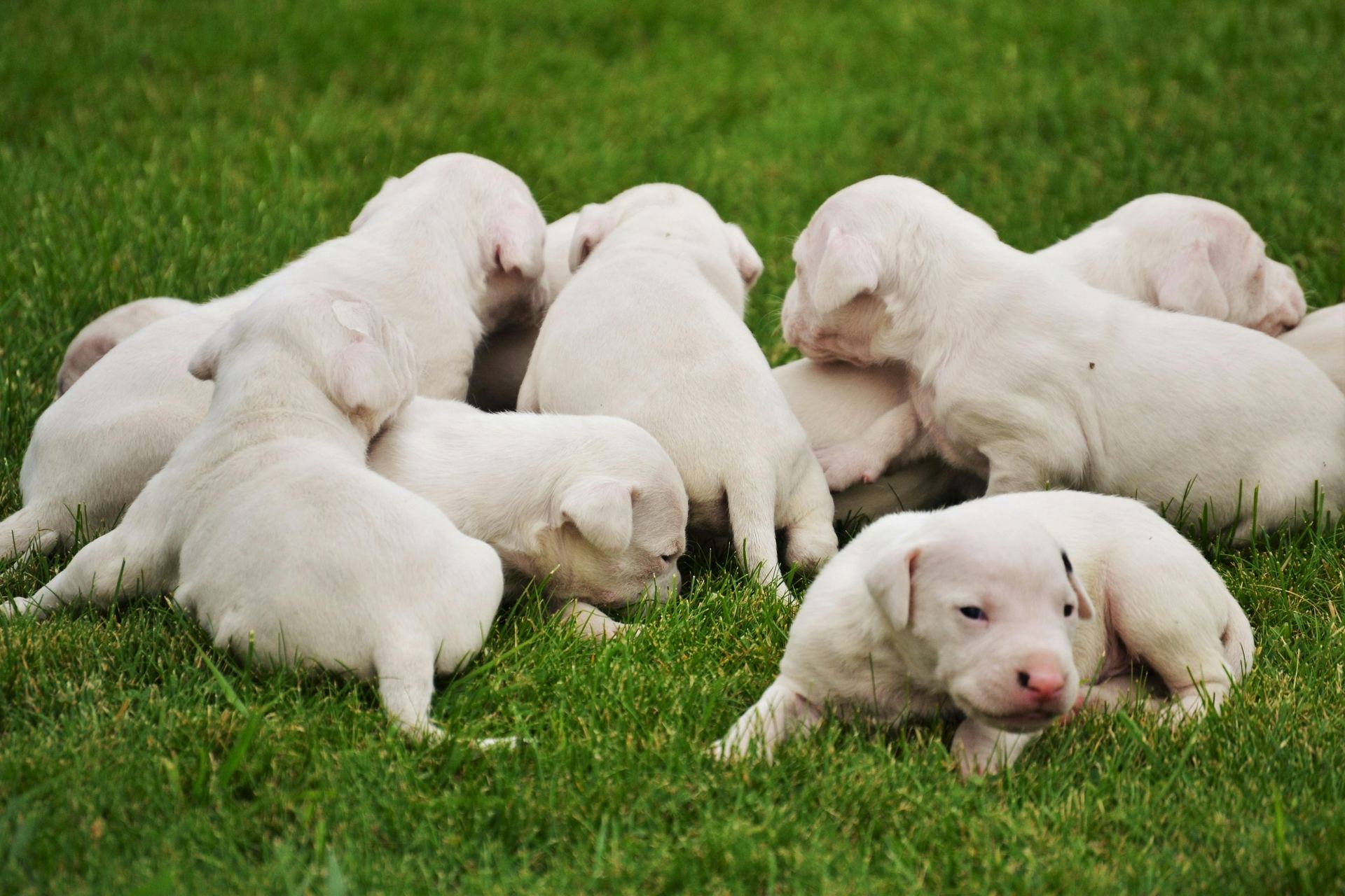 Dogo Argentino Puppy dog in Balod