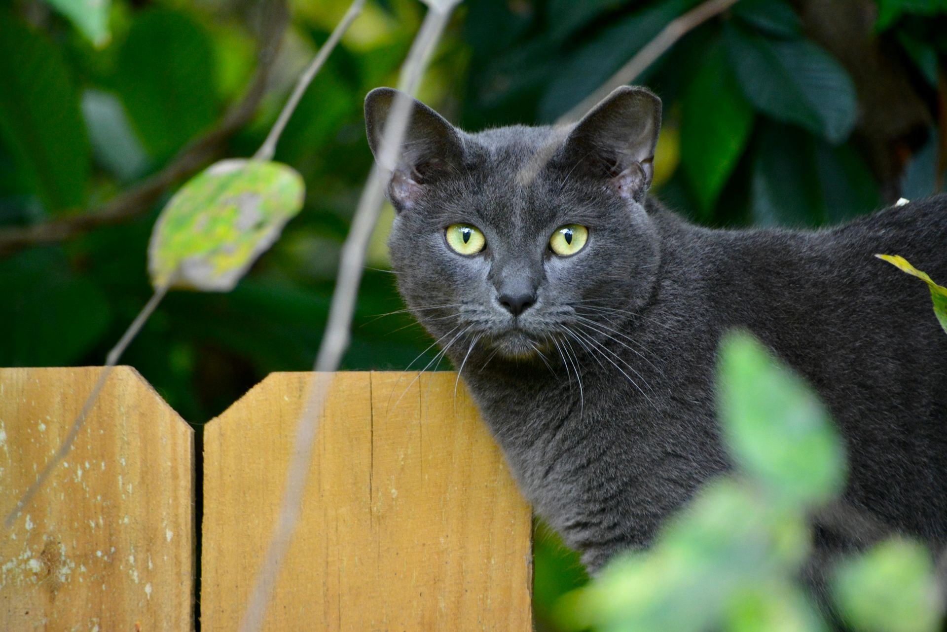 Buy Russian Blue Kitten in Balod