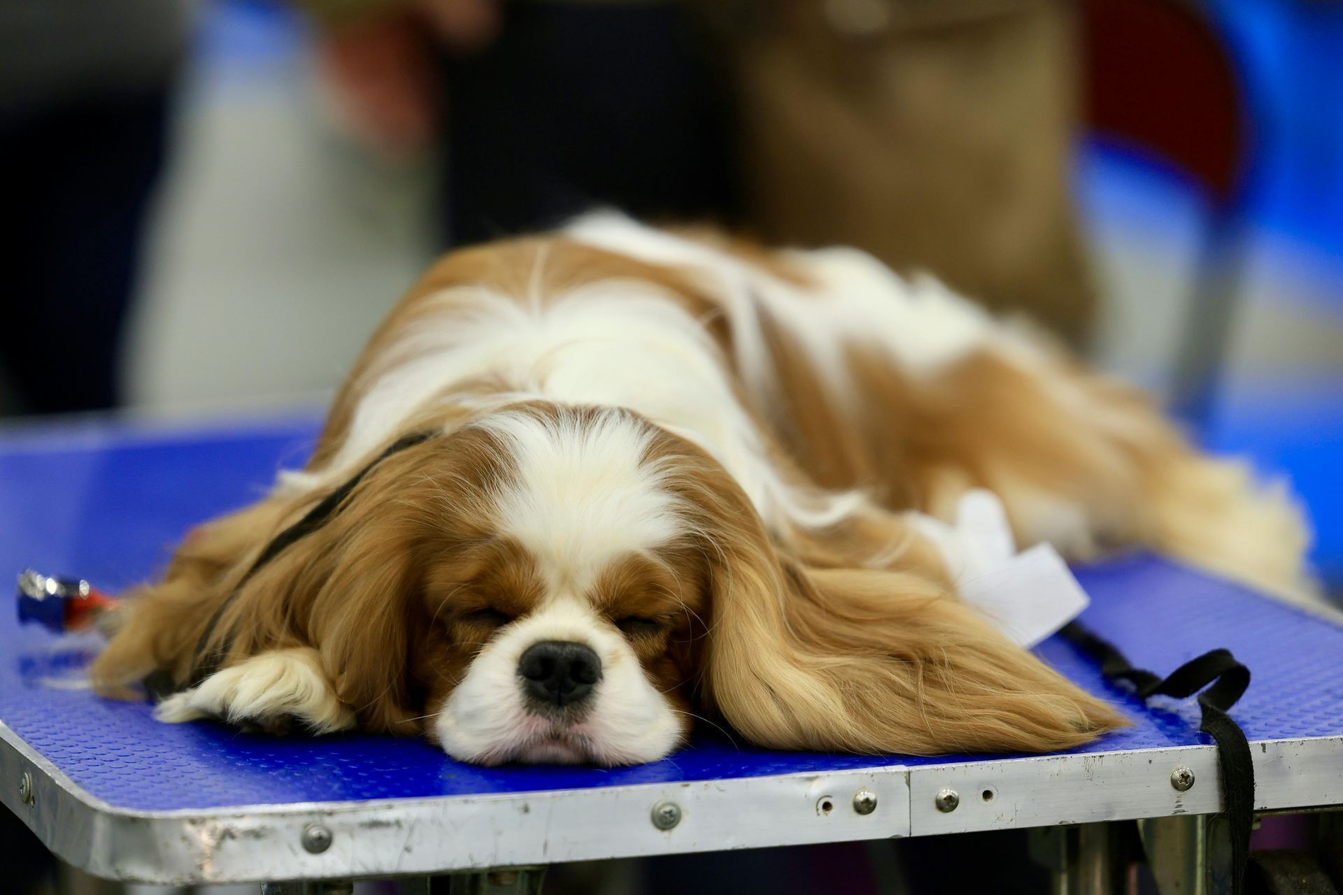 Cavalier King Charles Spaniel Puppy