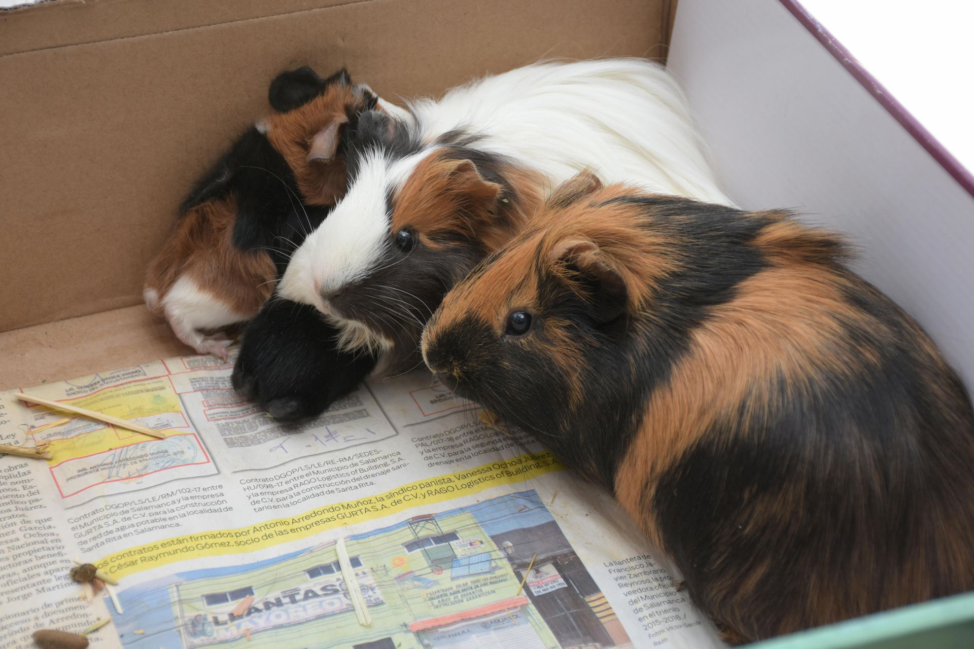 Buy Guinea Pig Babies in Bastar