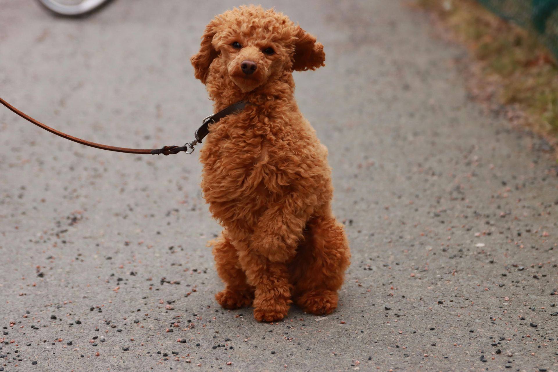 Toy Poodle Puppy available in Balodabazar Bhatapara