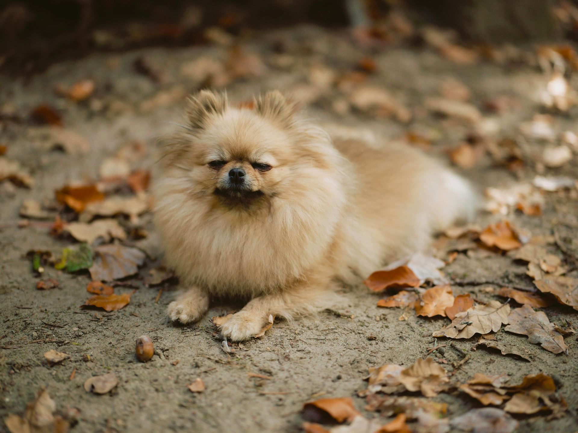 Culture Pom Puppy | Orange Color for sale in Agar Malwa