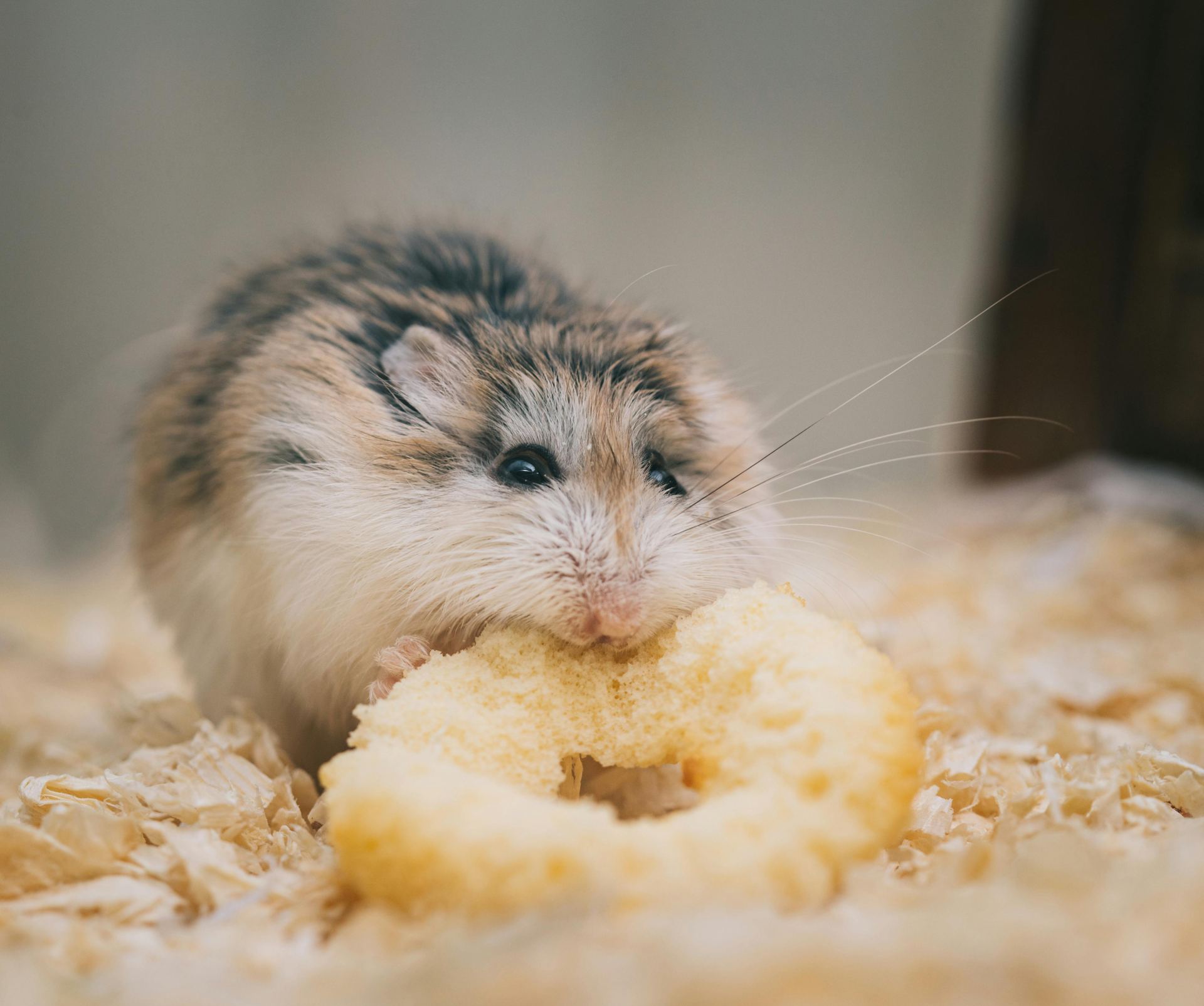 Buy Hamsters in Balod