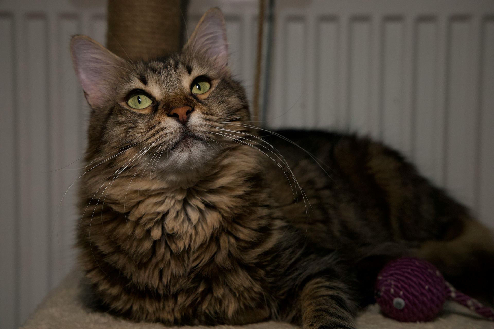 Maine Coon Kitten kitten available in Balod