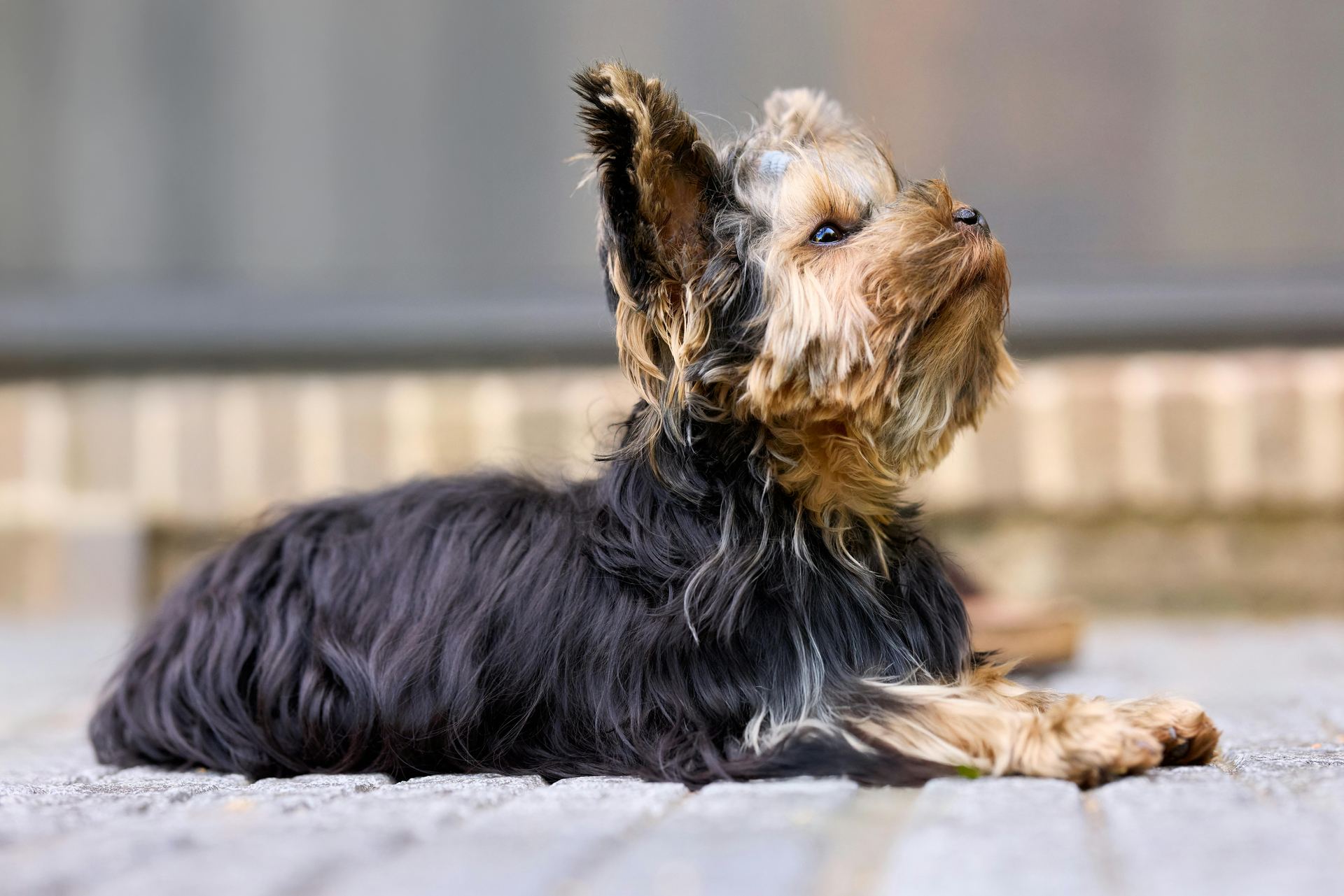 Yorkshire Terrier Puppy puppy in Balodabazar Bhatapara