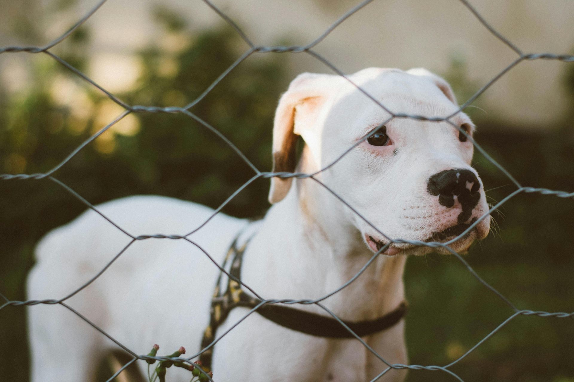 Dogo Argentino Puppy puppy in Balod