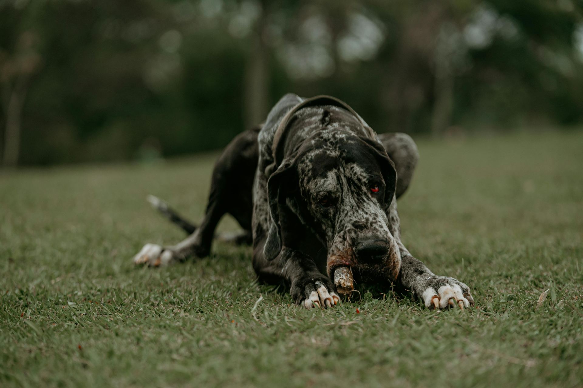 Great Dane Puppy available in Balod
