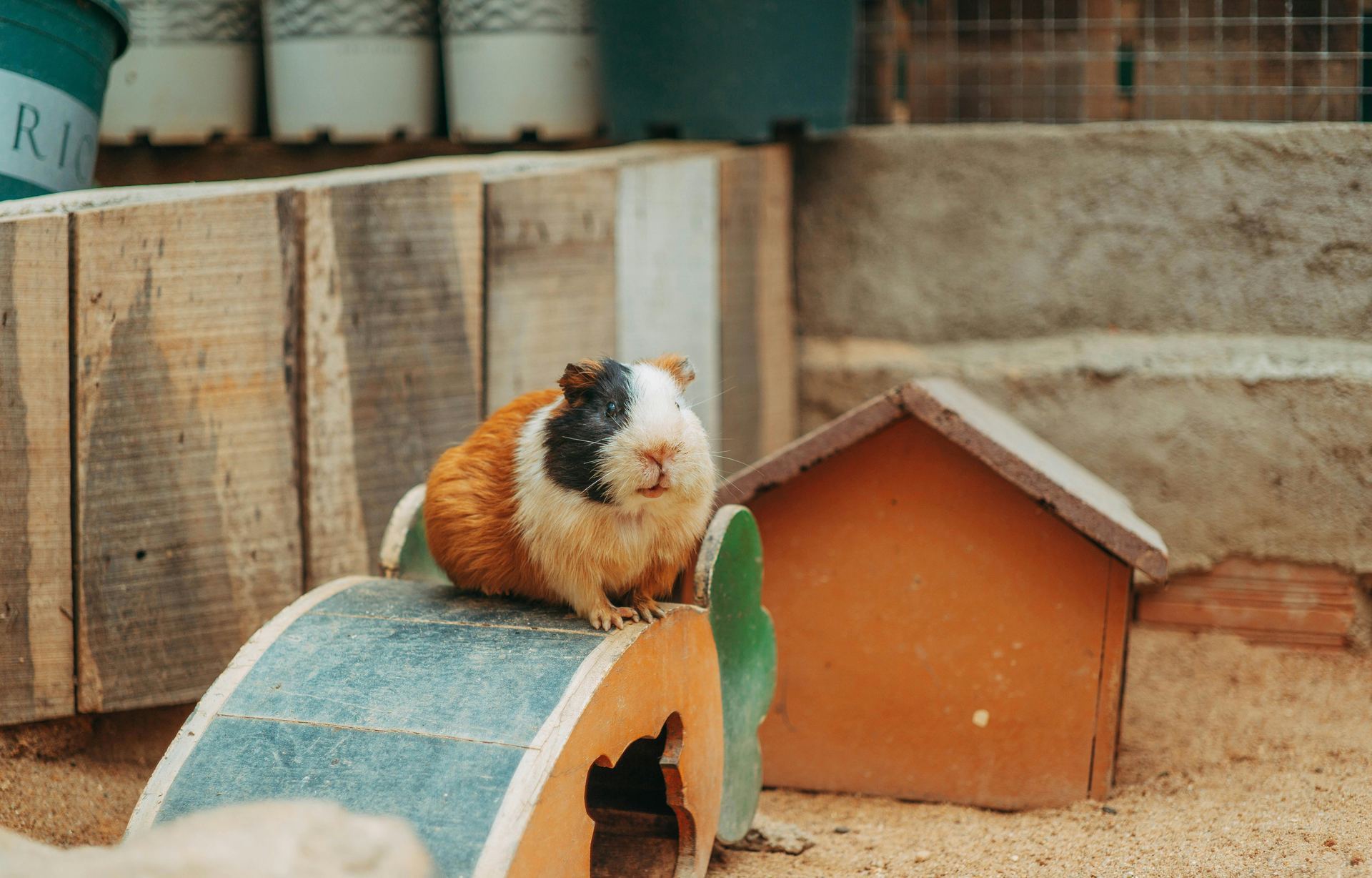 Guinea Pig Babies small pet in Bastar