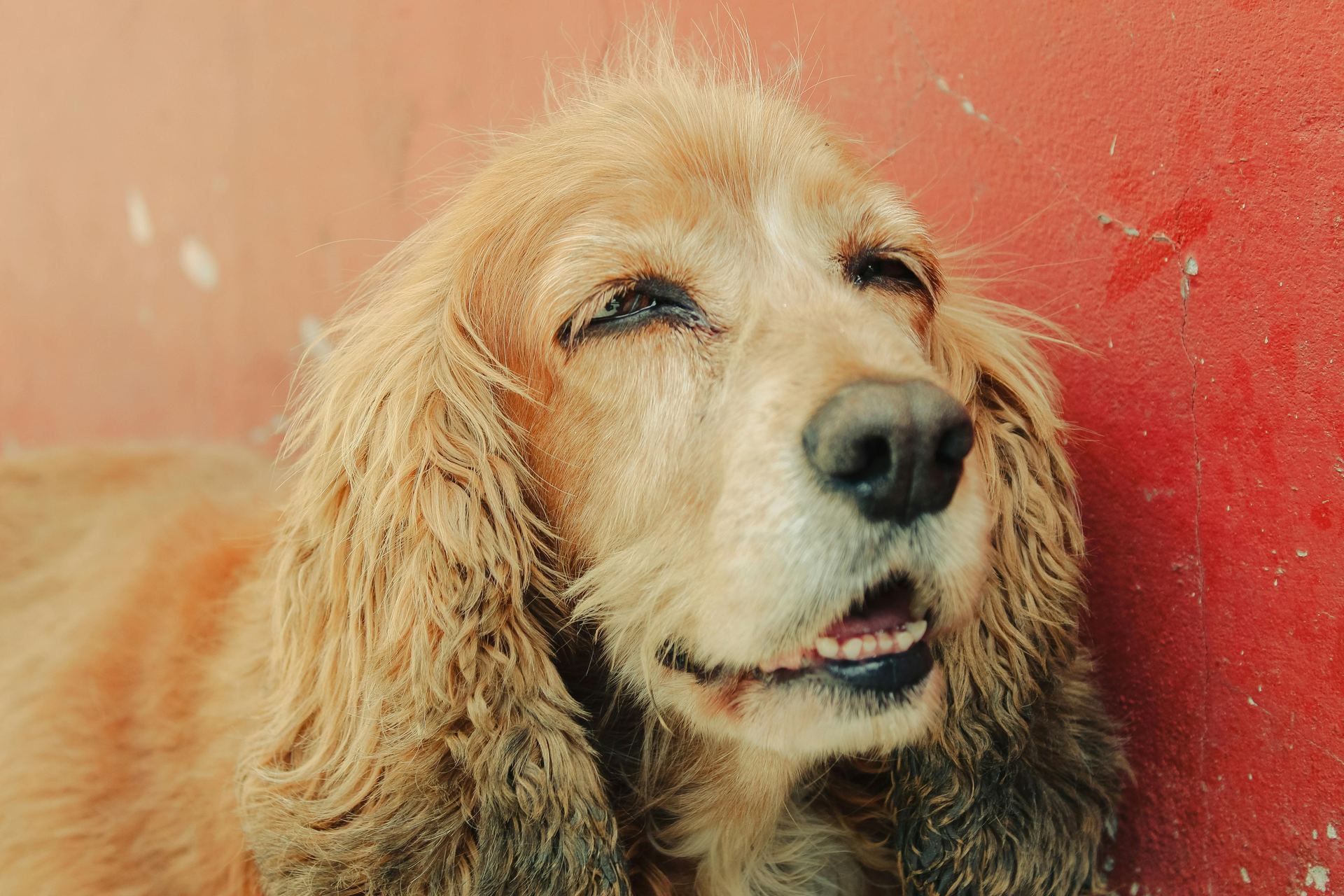Cocker Spaniel Puppy