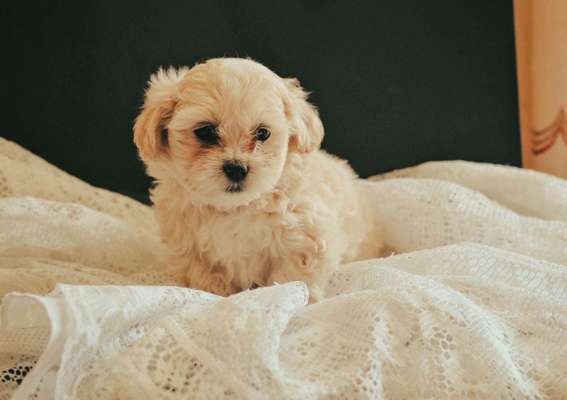 Maltipoo Puppy dog in Balod