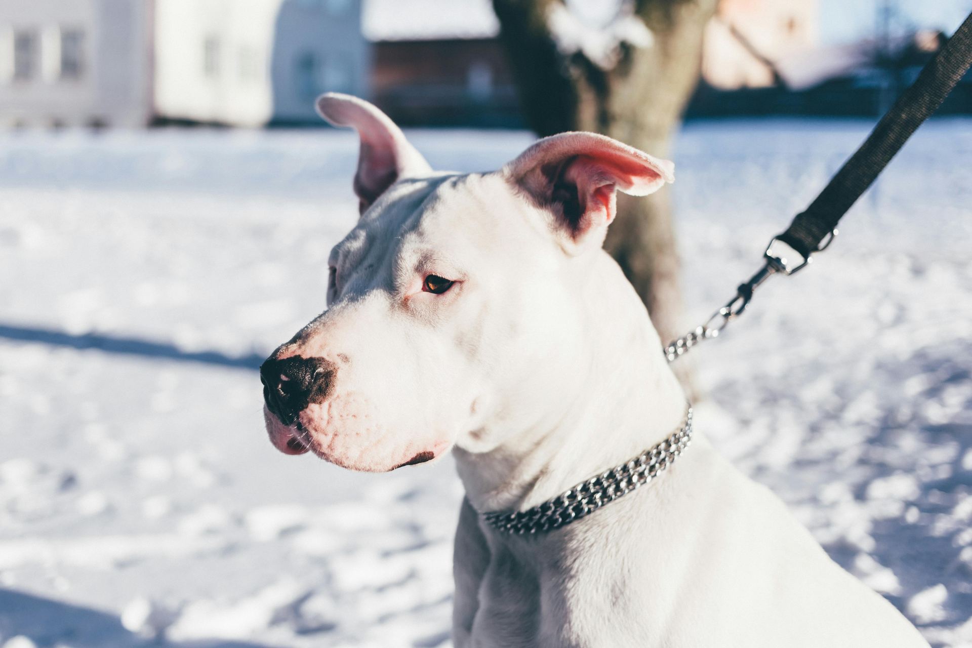 Dogo Argentino Puppy
