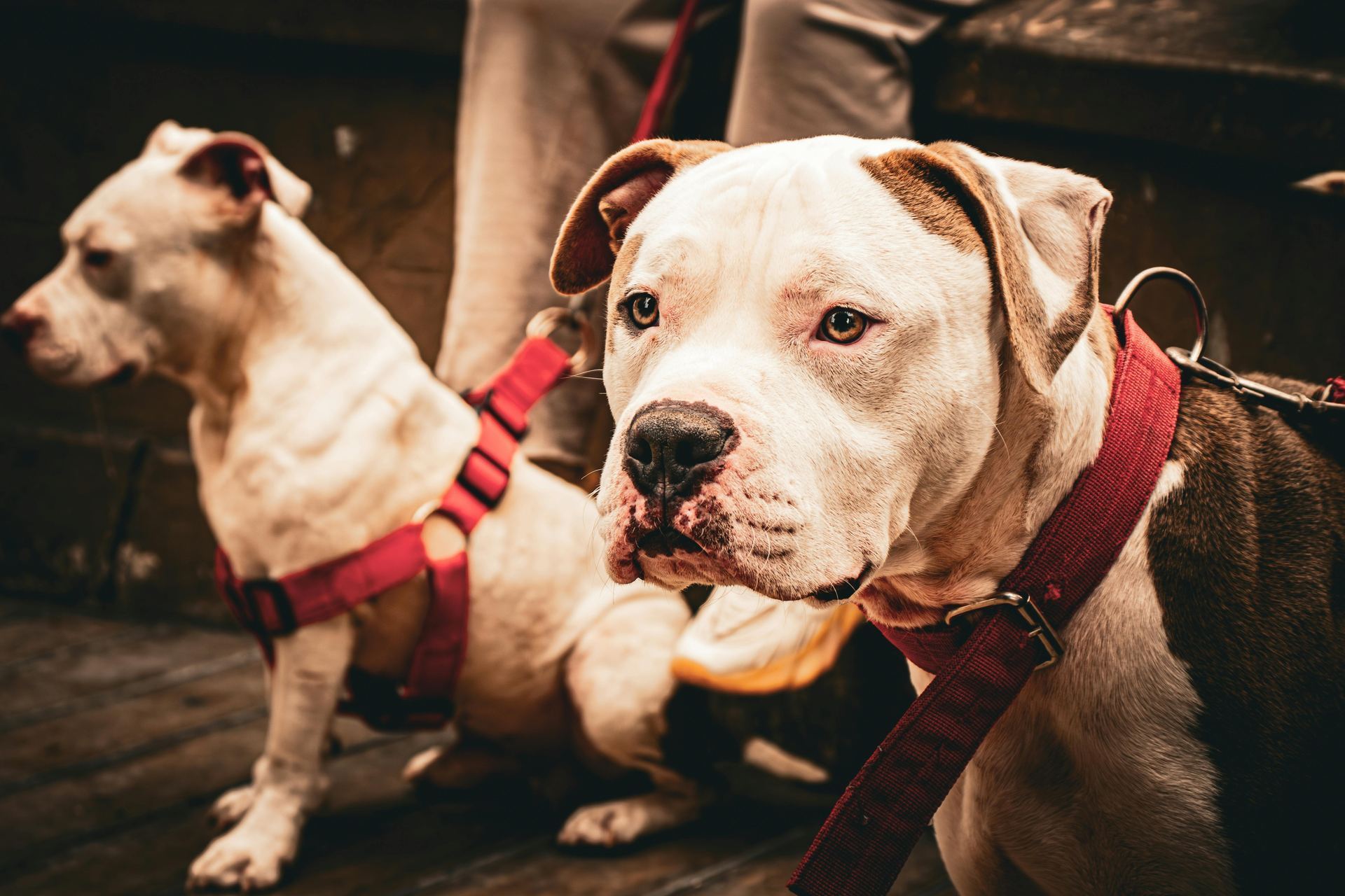 American Bull Dog | Pocket Size available in Balod