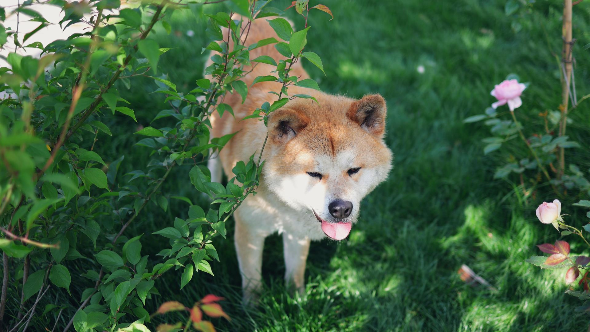 Akita Inu Puppy available in Balodabazar Bhatapara
