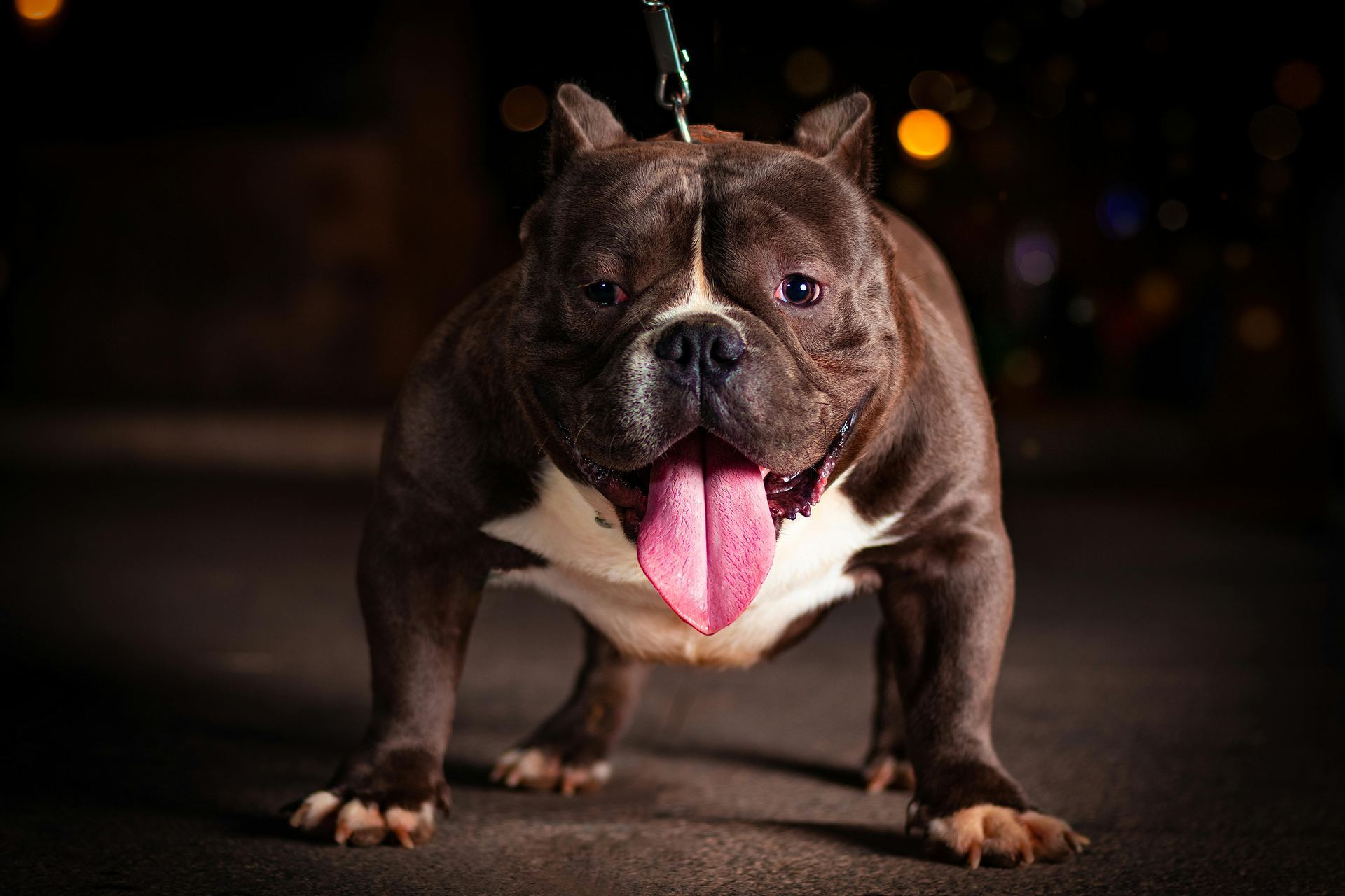 American Bull Dog | Pocket Size dog in Pipariya