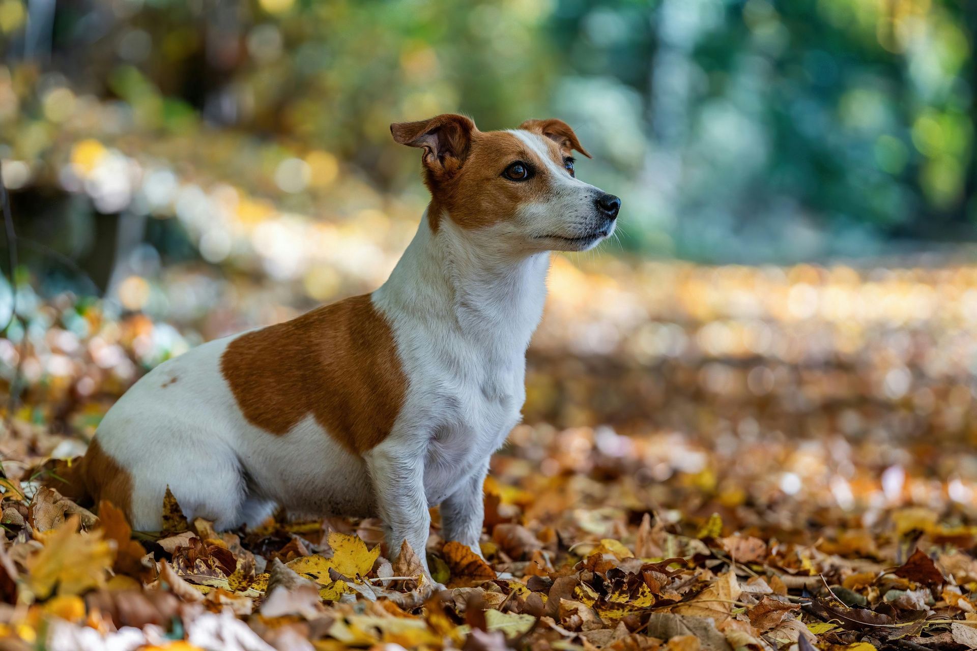 Jack Russell Terrier Puppy available in Balod
