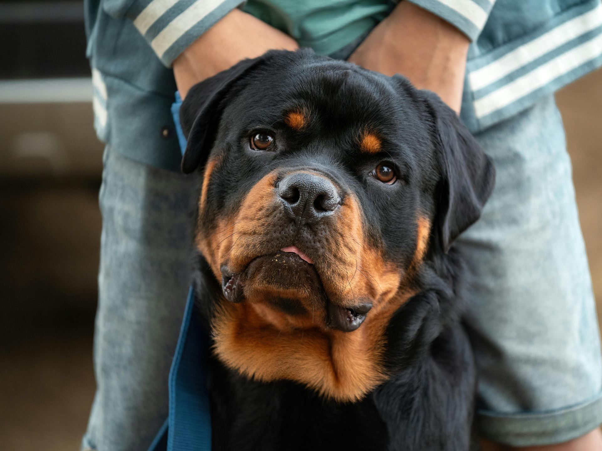 Rottweiler Puppy puppy in Balod