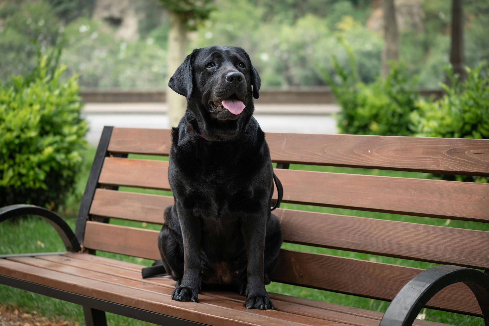 Labrador Retriever Puppy | Black Color available in Balrampur Ramanujganj