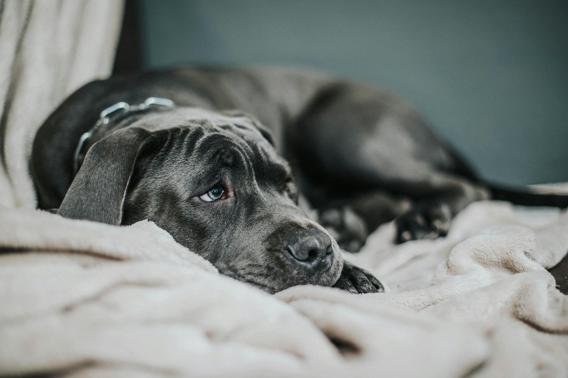 Cane Corso Puppy puppy in Balod