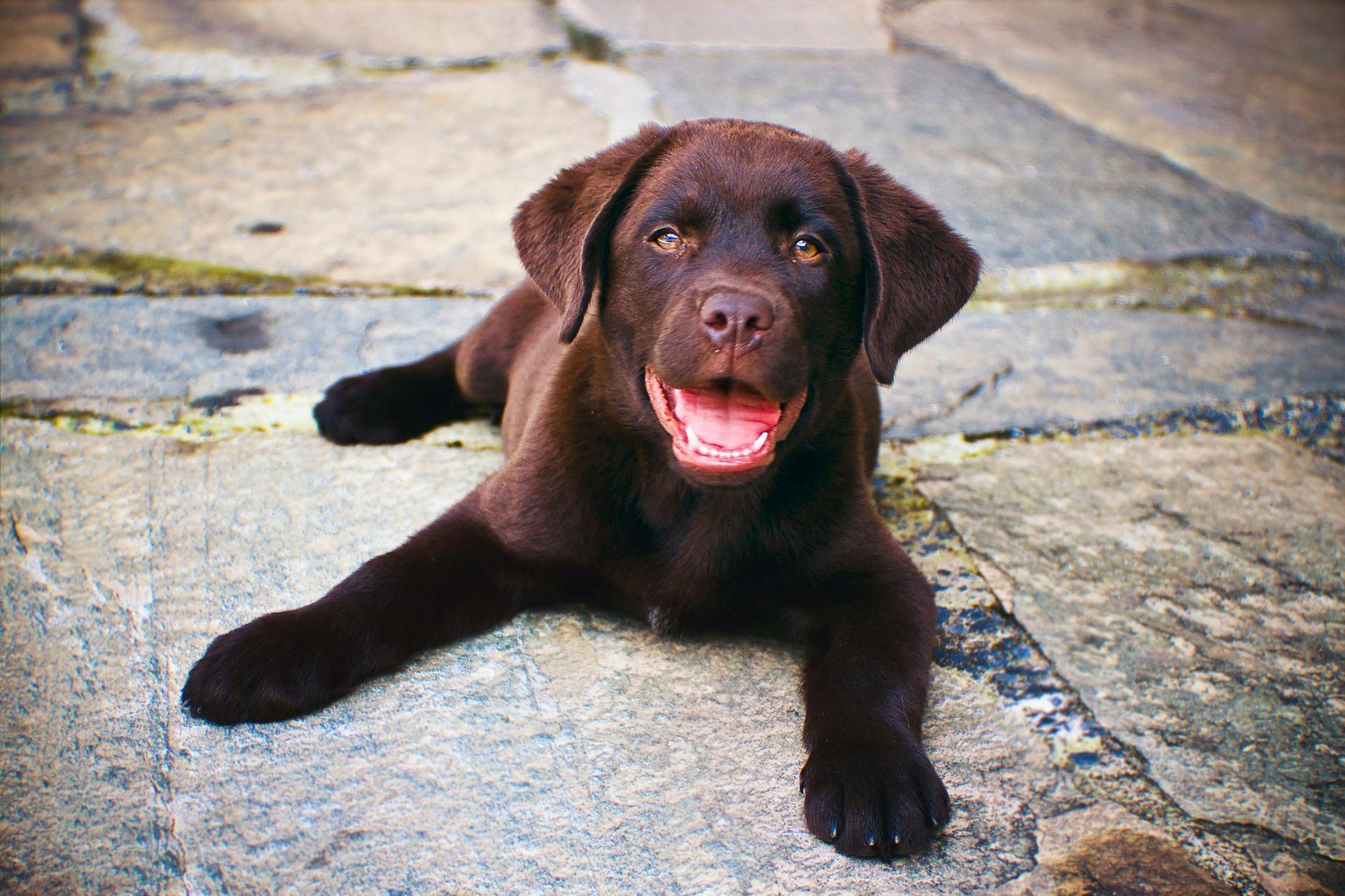 Labrador Retriever Chocolate Puppy available in Balrampur Ramanujganj
