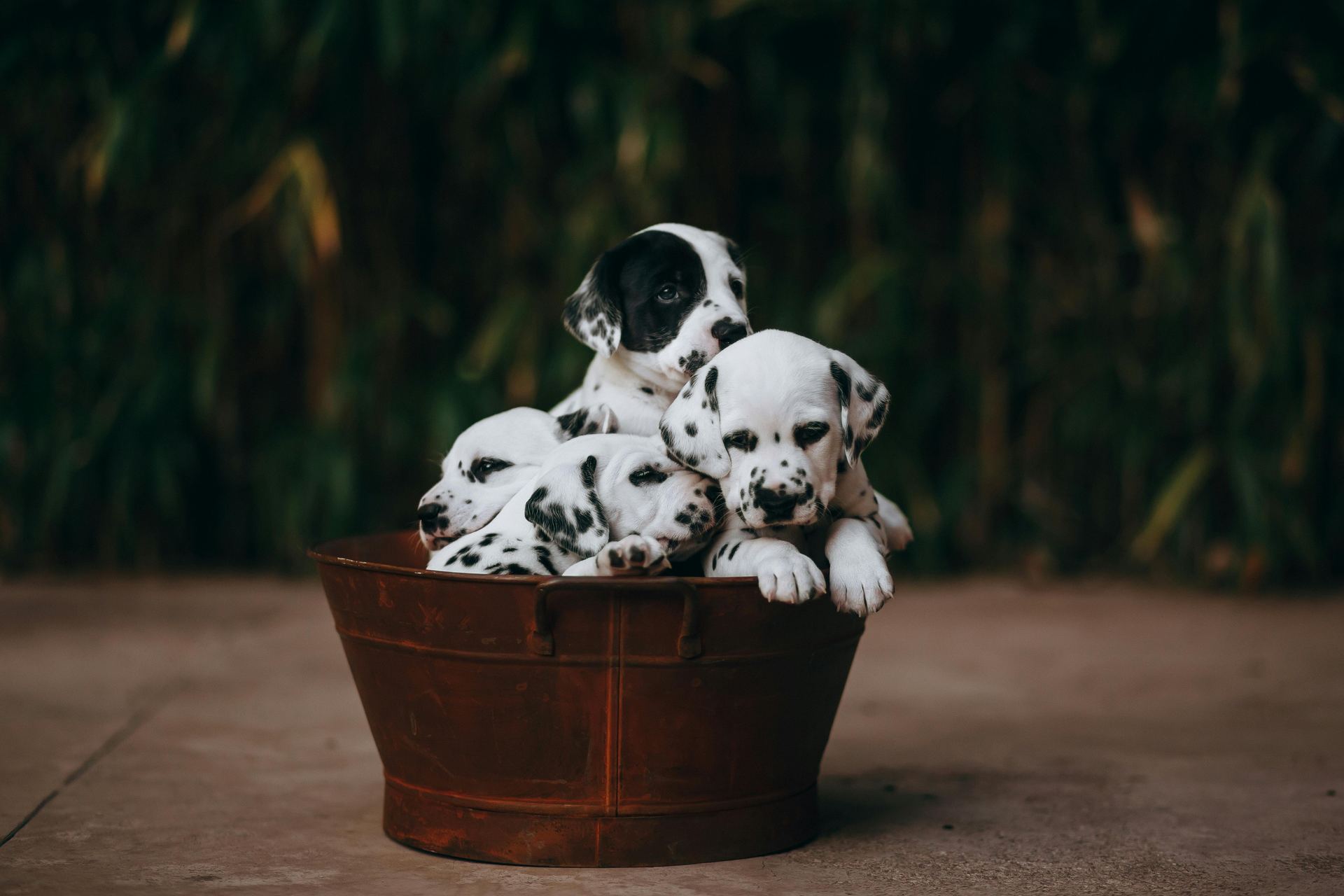 Dalmatian Puppy | Black Dots available in Balodabazar Bhatapara