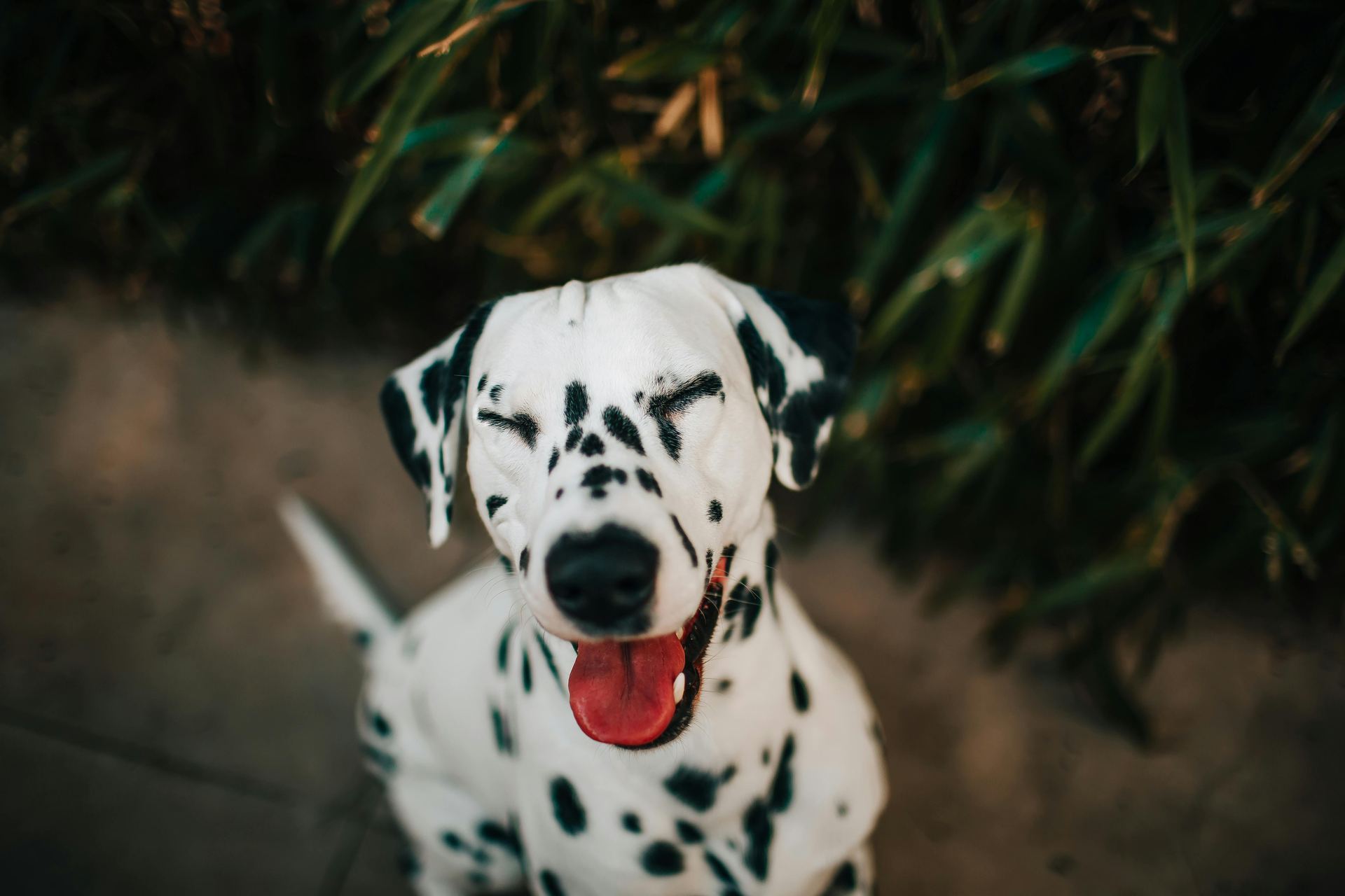 Dalmatian Puppy | Black Dots dog in Balodabazar Bhatapara