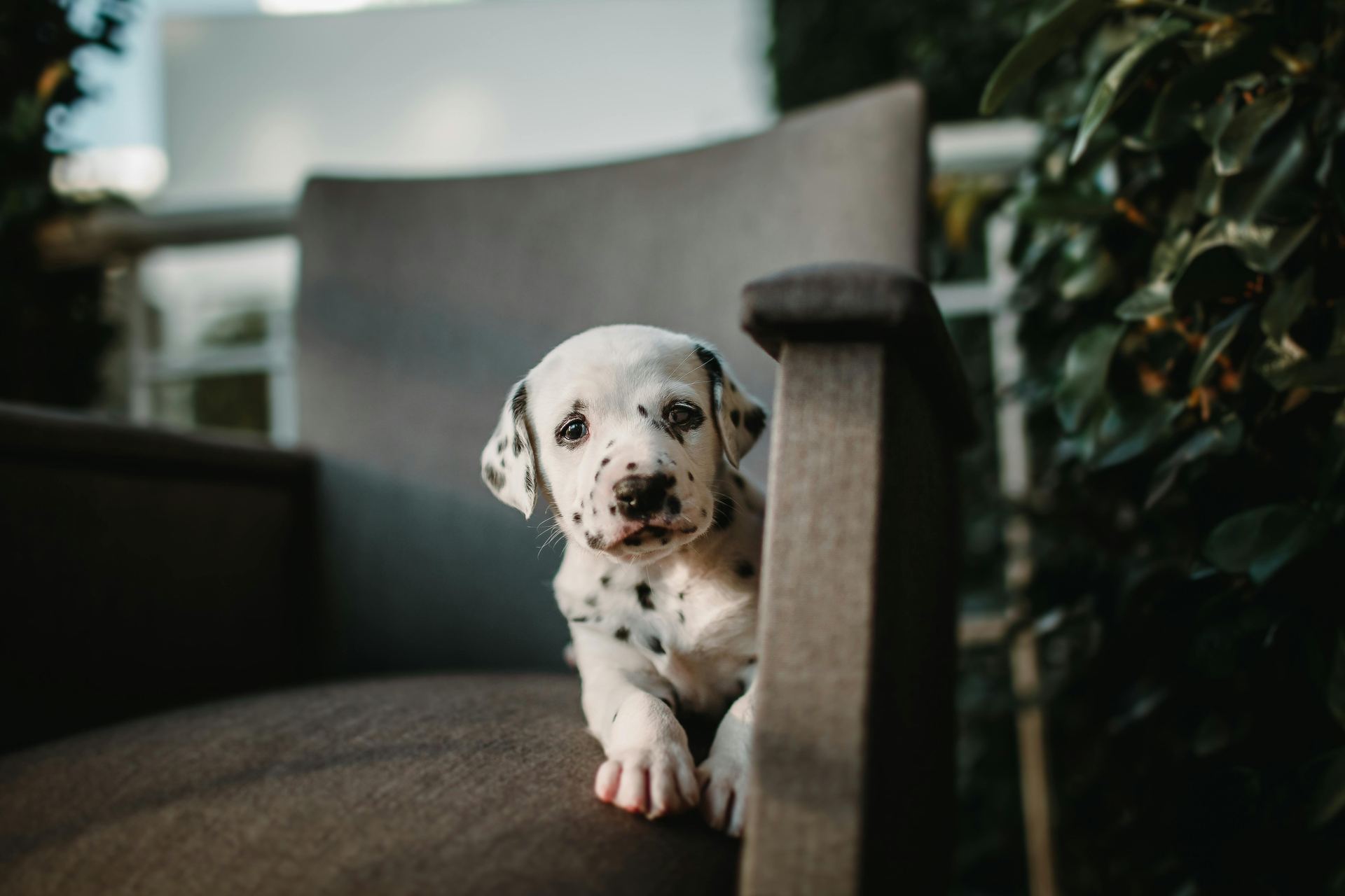 Dalmatian Puppy | Black Dots puppy in Balodabazar Bhatapara