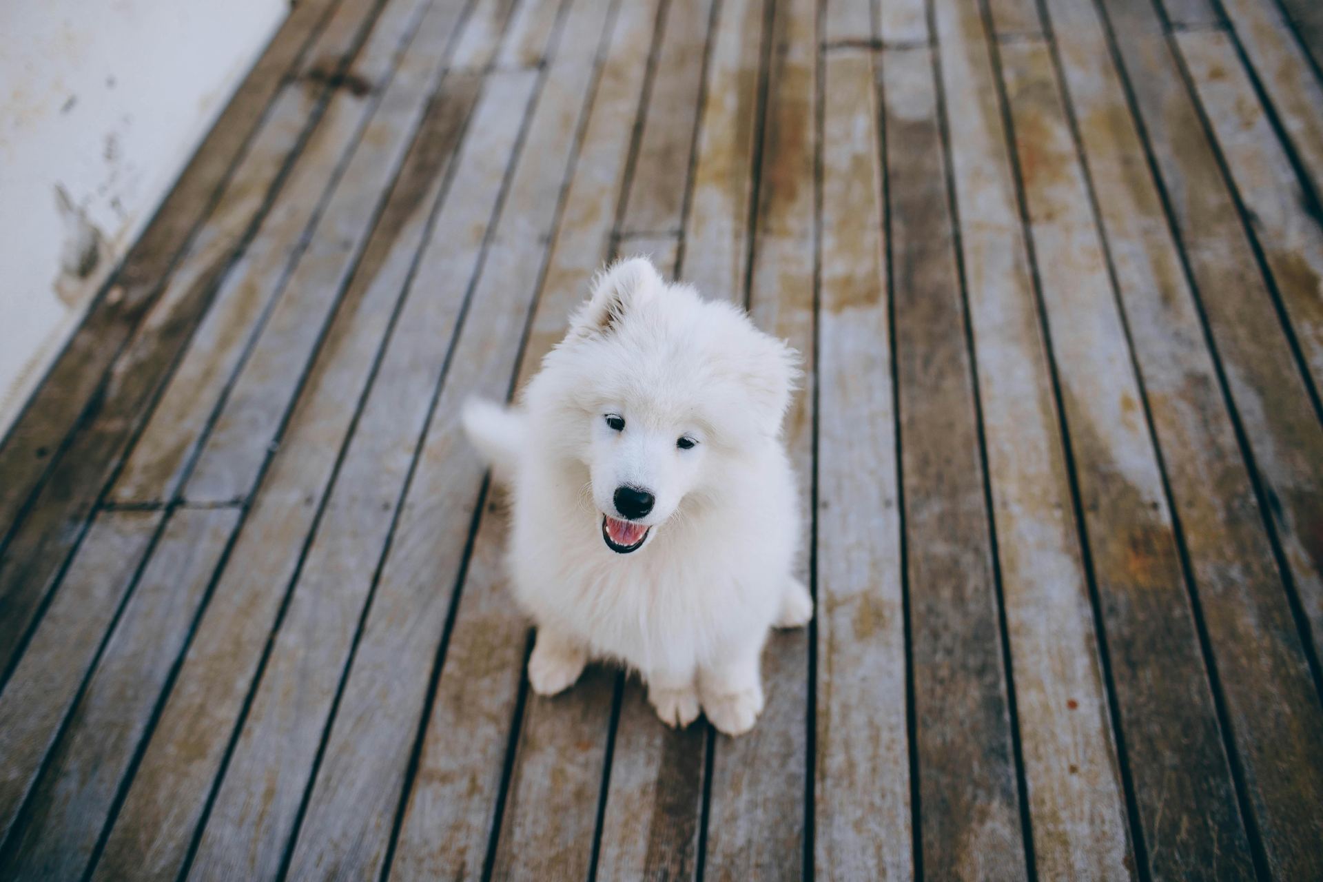 Samoyed Puppy | White available in Balod