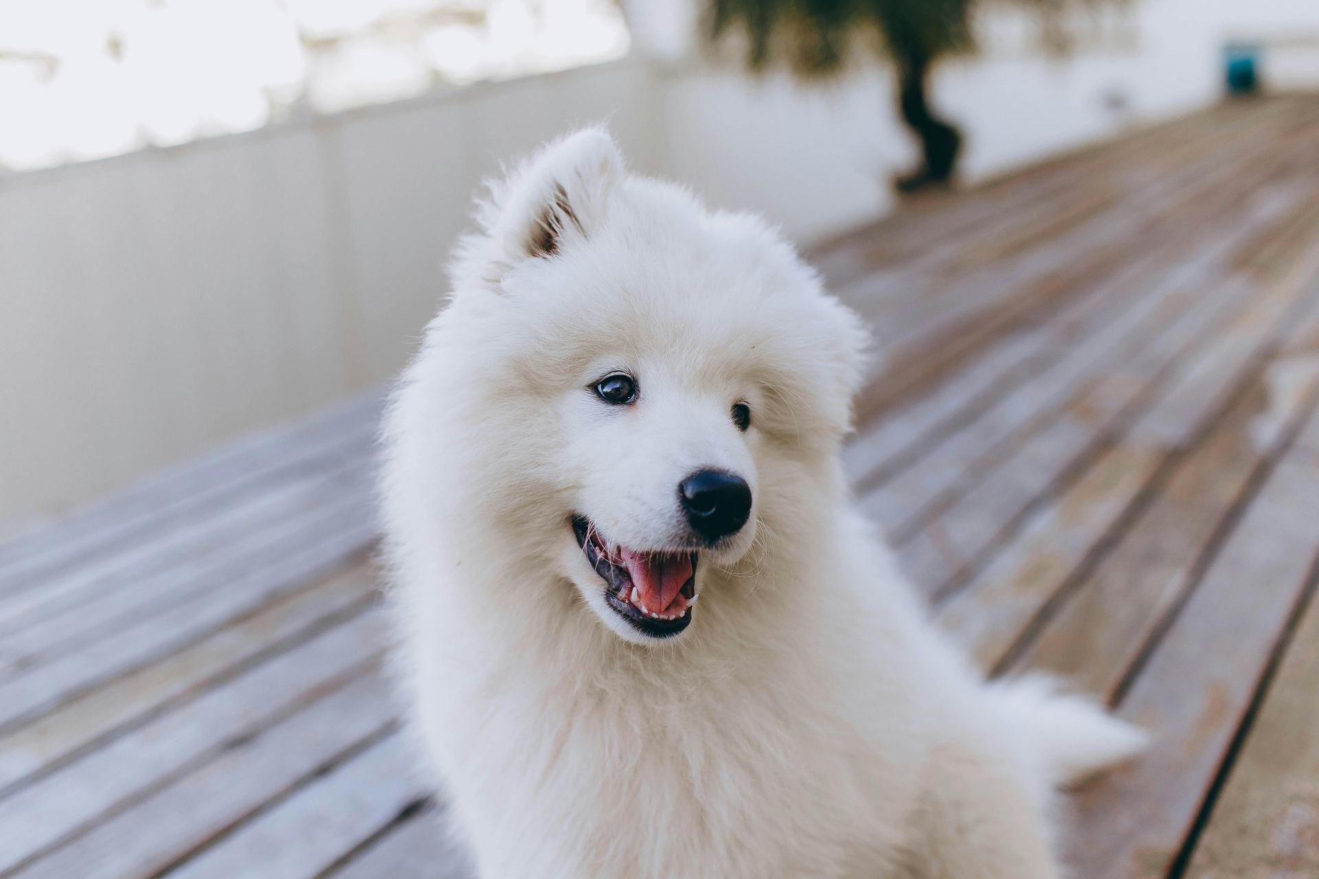 Samoyed Puppy | White