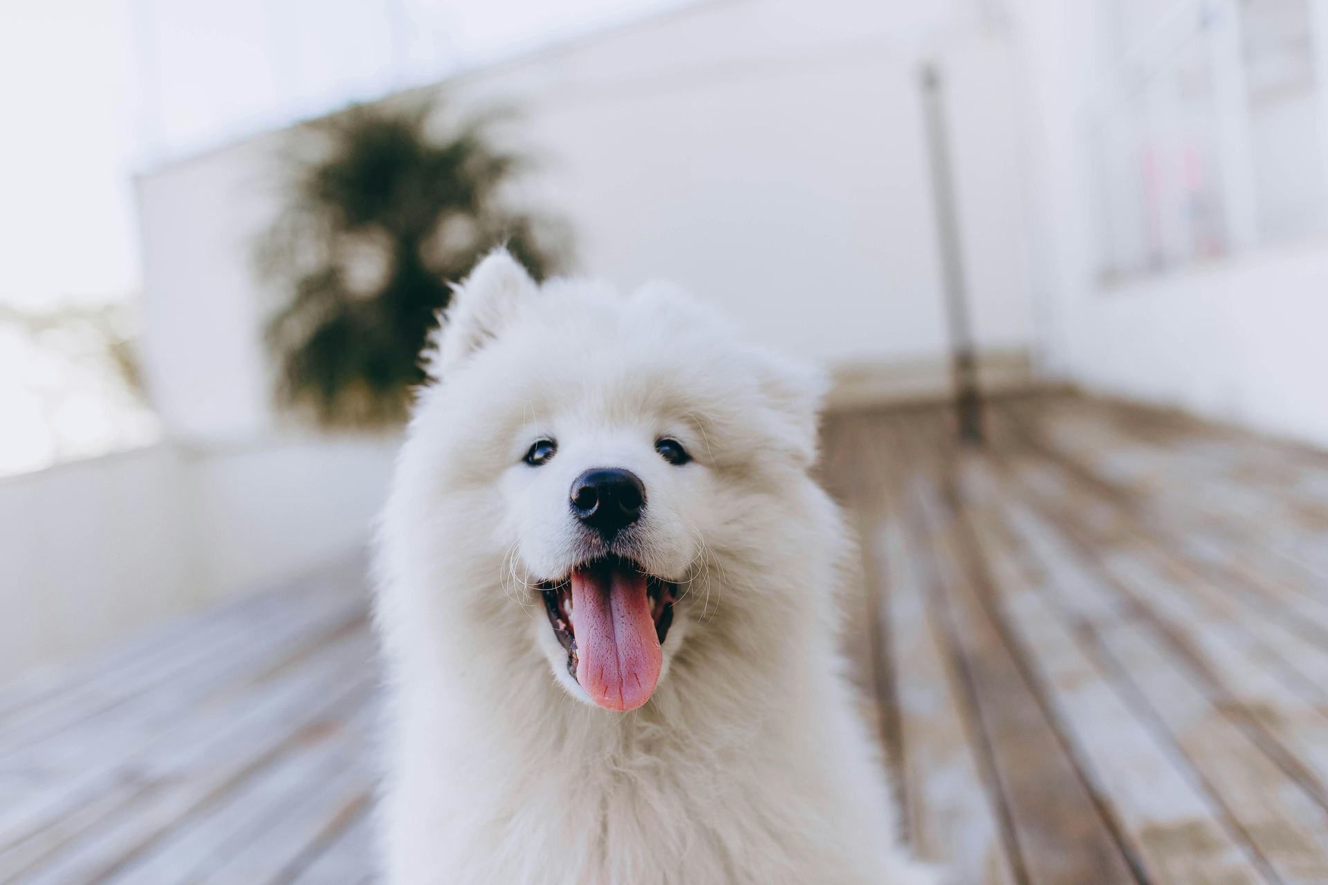 Samoyed Puppy | White puppy in Balod