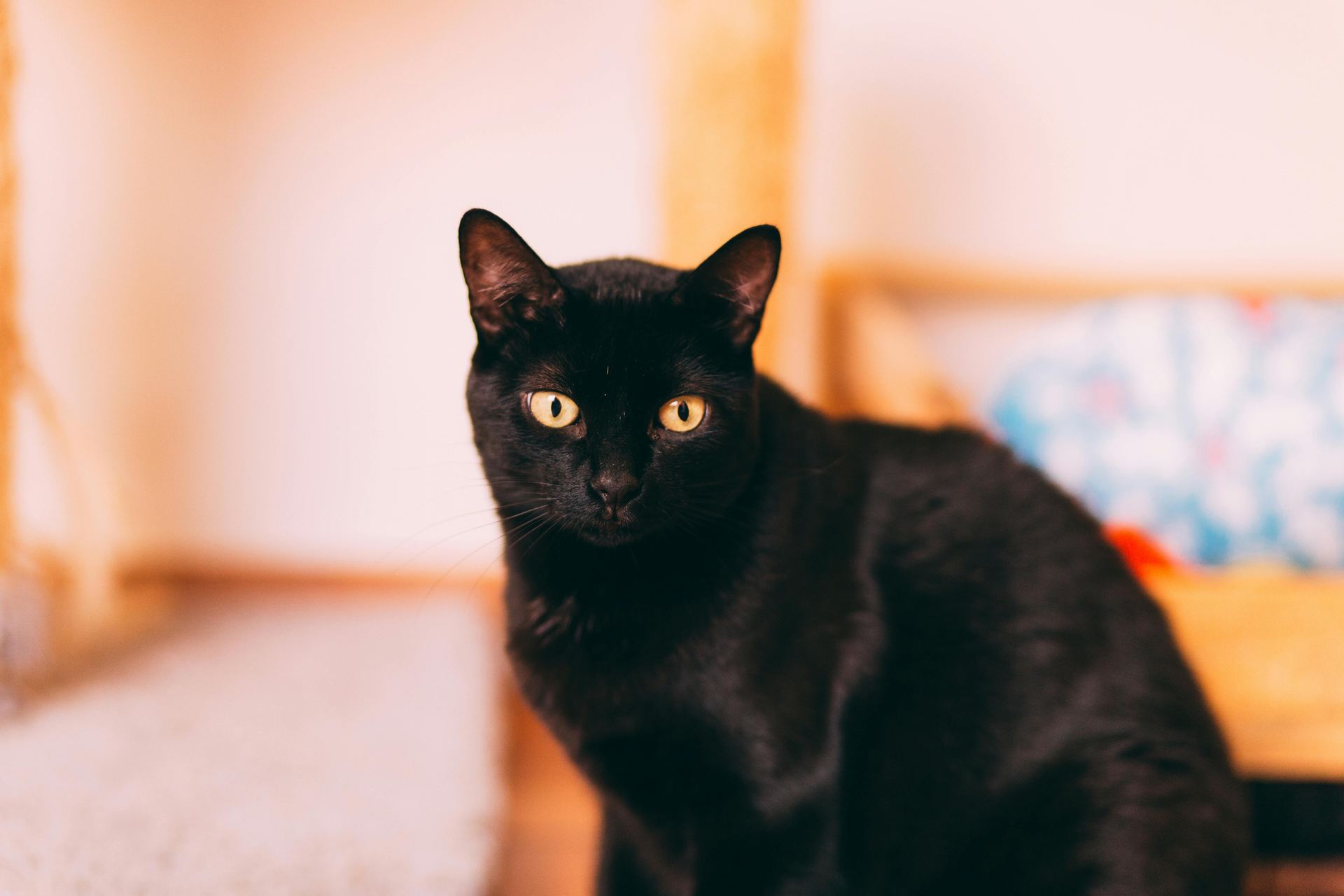 Bombay Kittens cat in Balod
