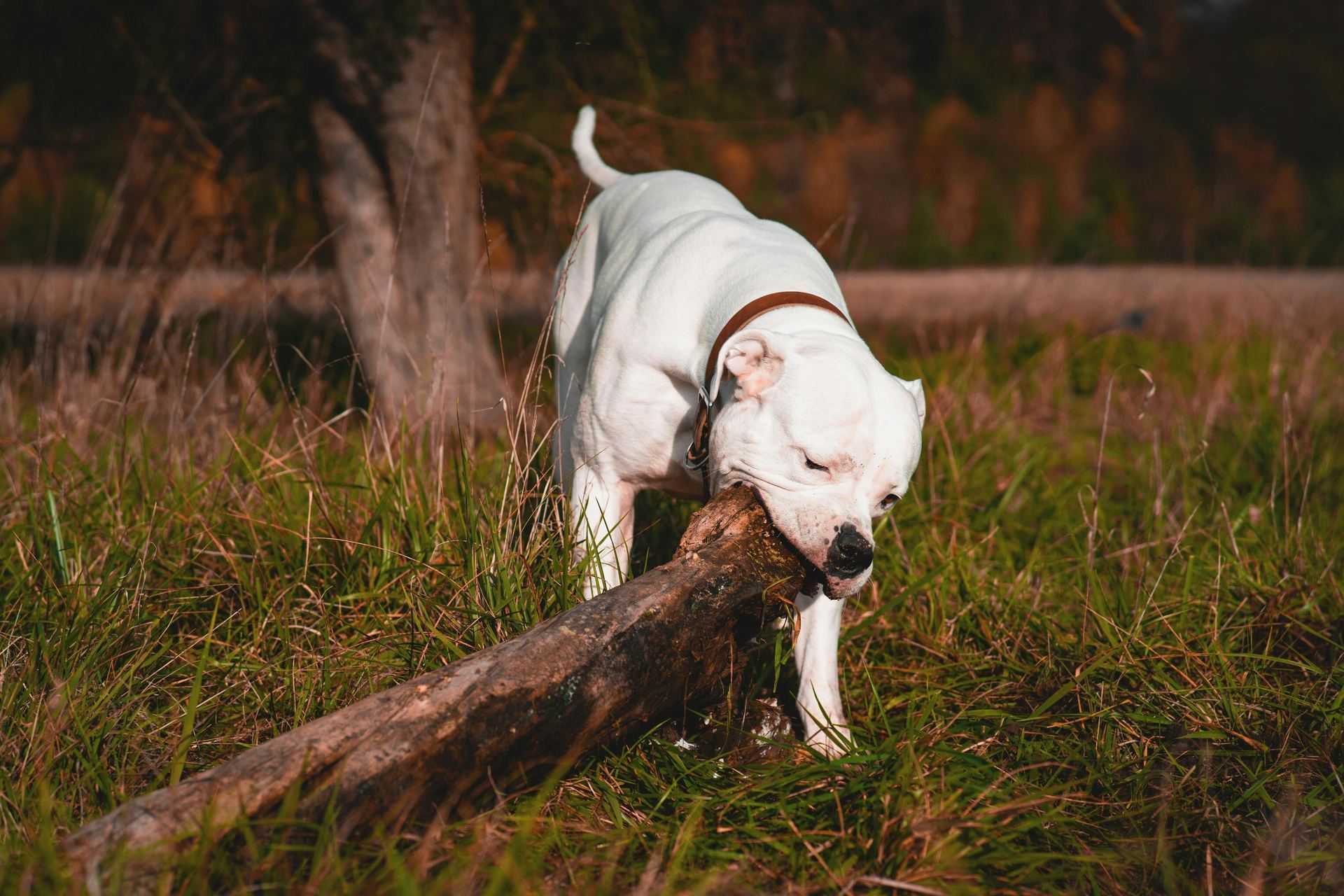 Dogo Argentino Puppy available in Balod